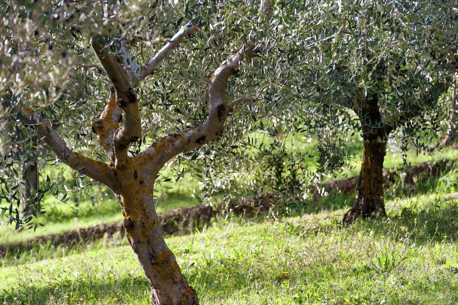 Sangiovese-Gebieden zomer 1km