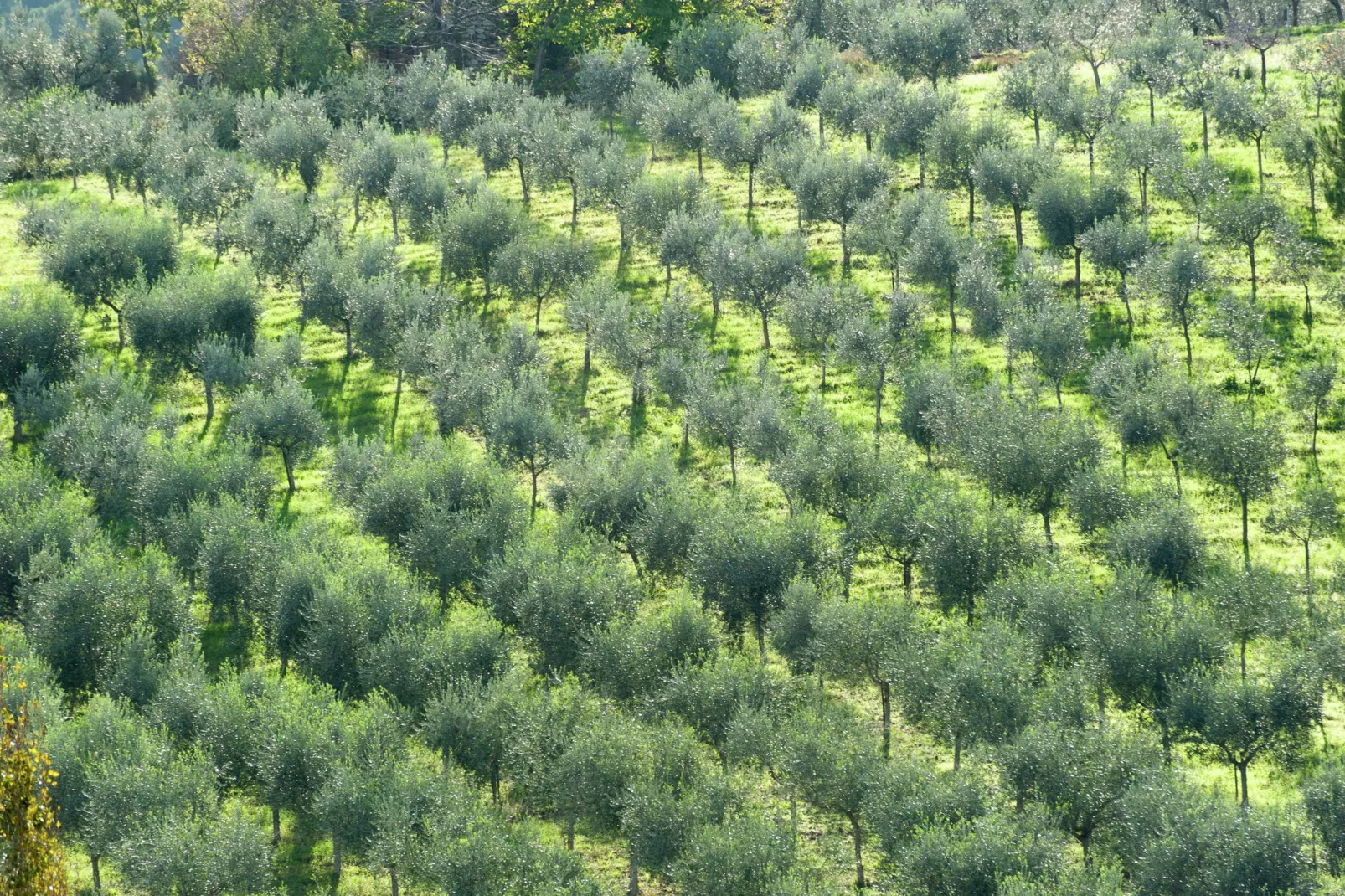 Sangiovese-Gebieden zomer 5km