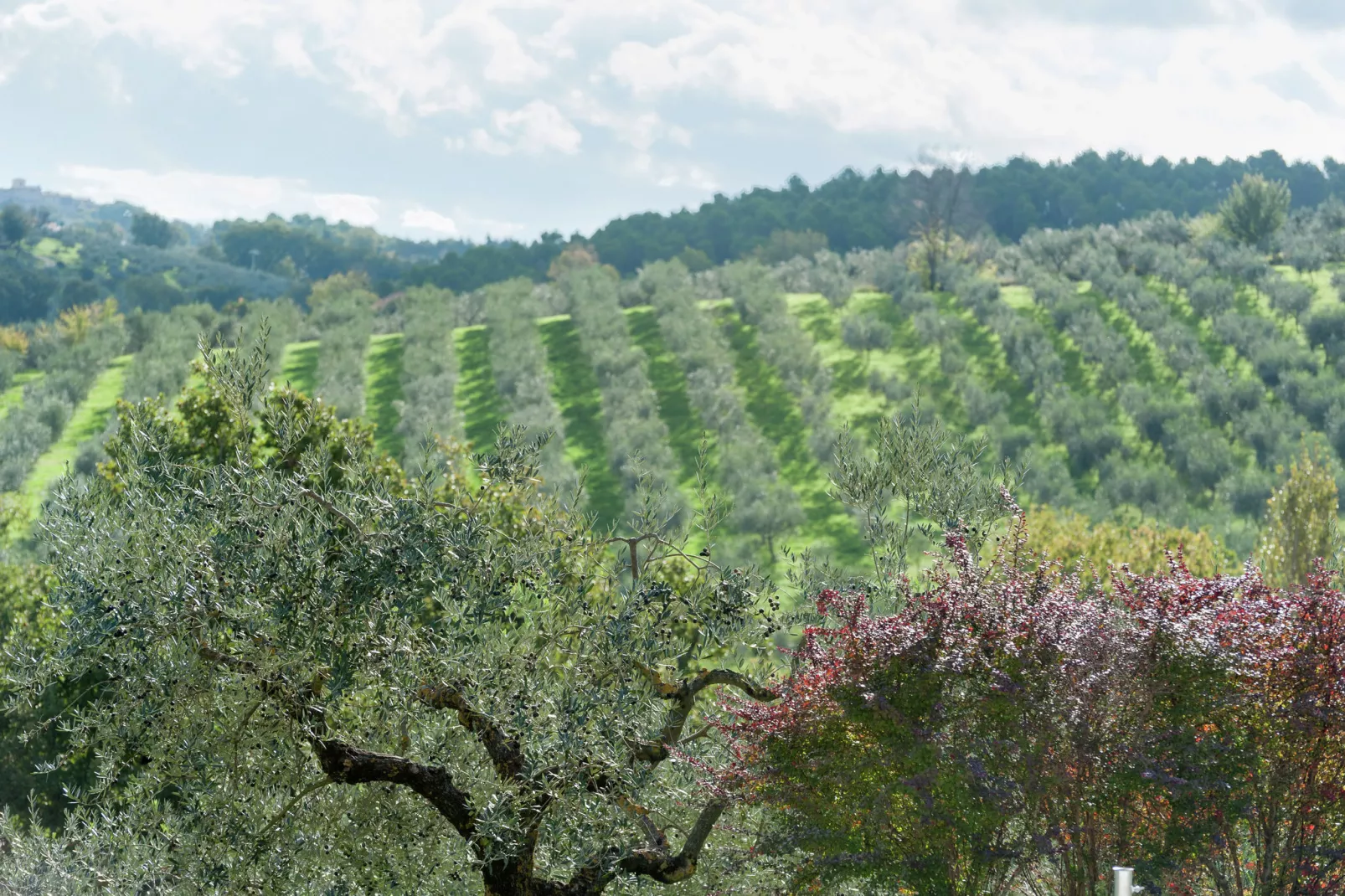 Sangiovese-Gebieden zomer 5km