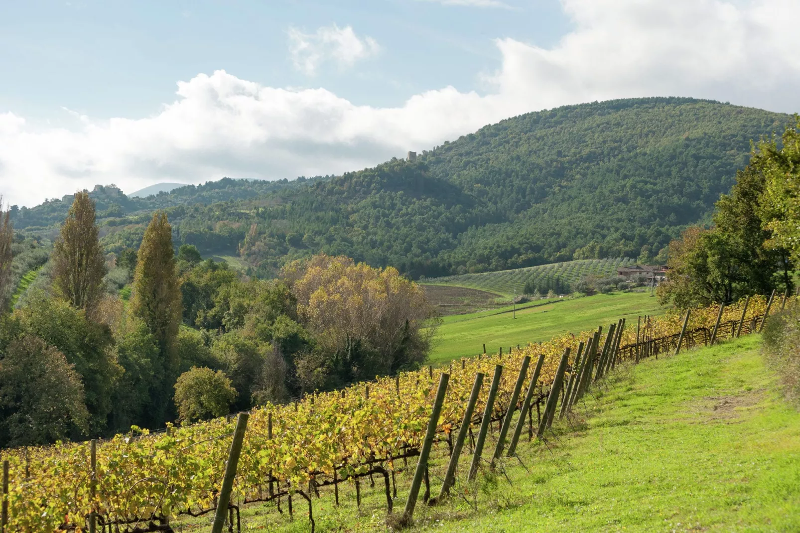 Sangiovese-Gebieden zomer 20km