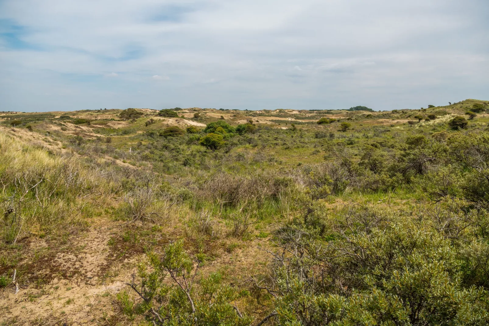 Noordwijkse Duinen 8-Gebieden zomer 5km