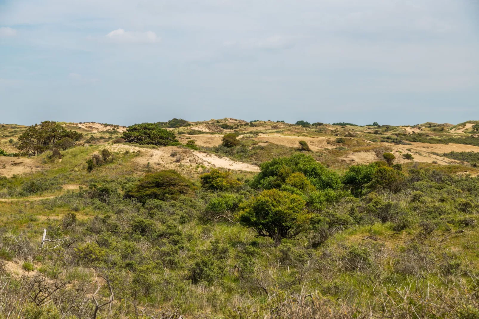 Noordwijkse Duinen 11-Gebieden zomer 5km