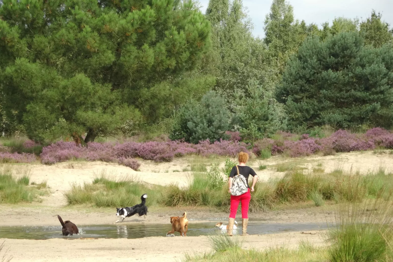 Recreatiepark Duinhoeve 5-Gebieden zomer 5km