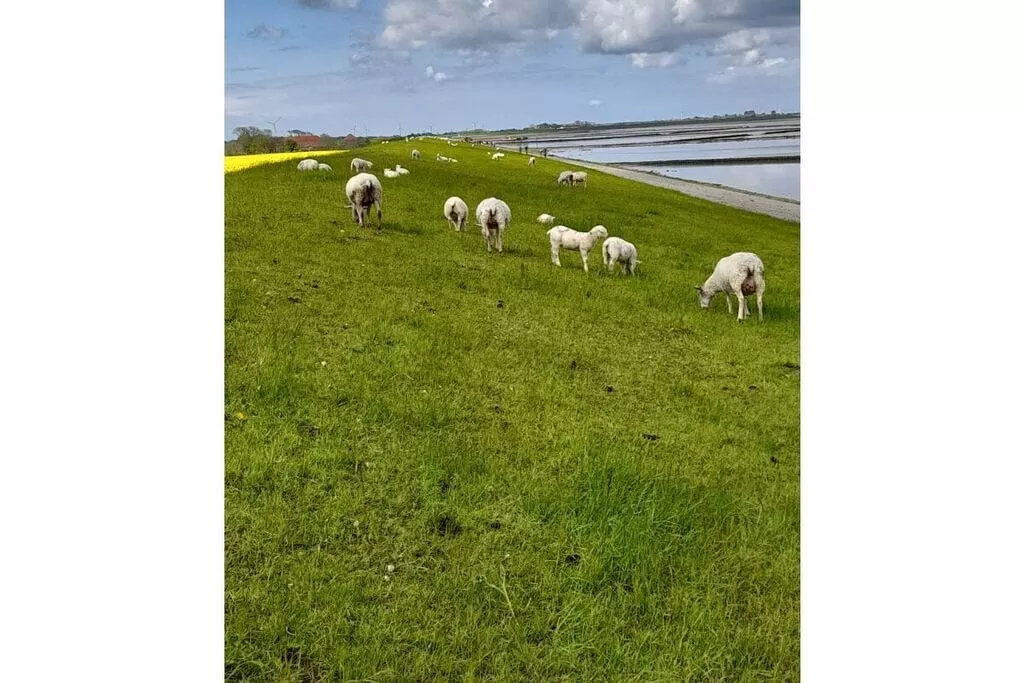 55576-Gebieden zomer 5km