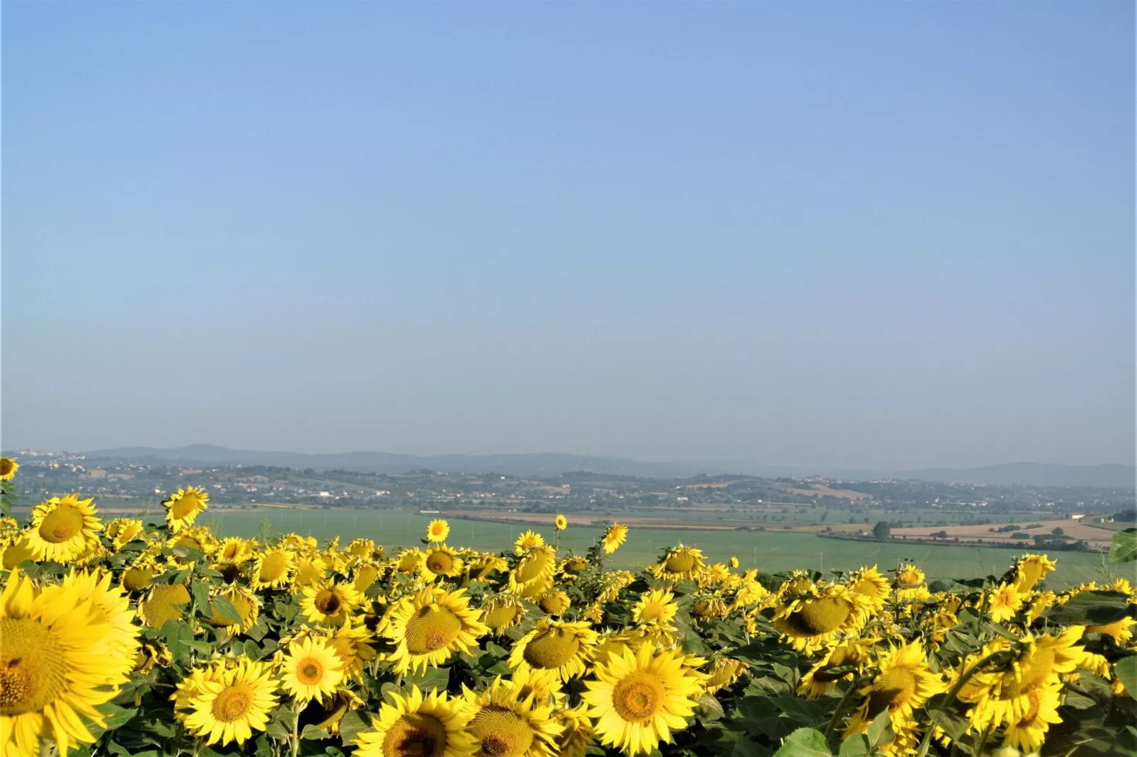 Ciliegi-Uitzicht zomer