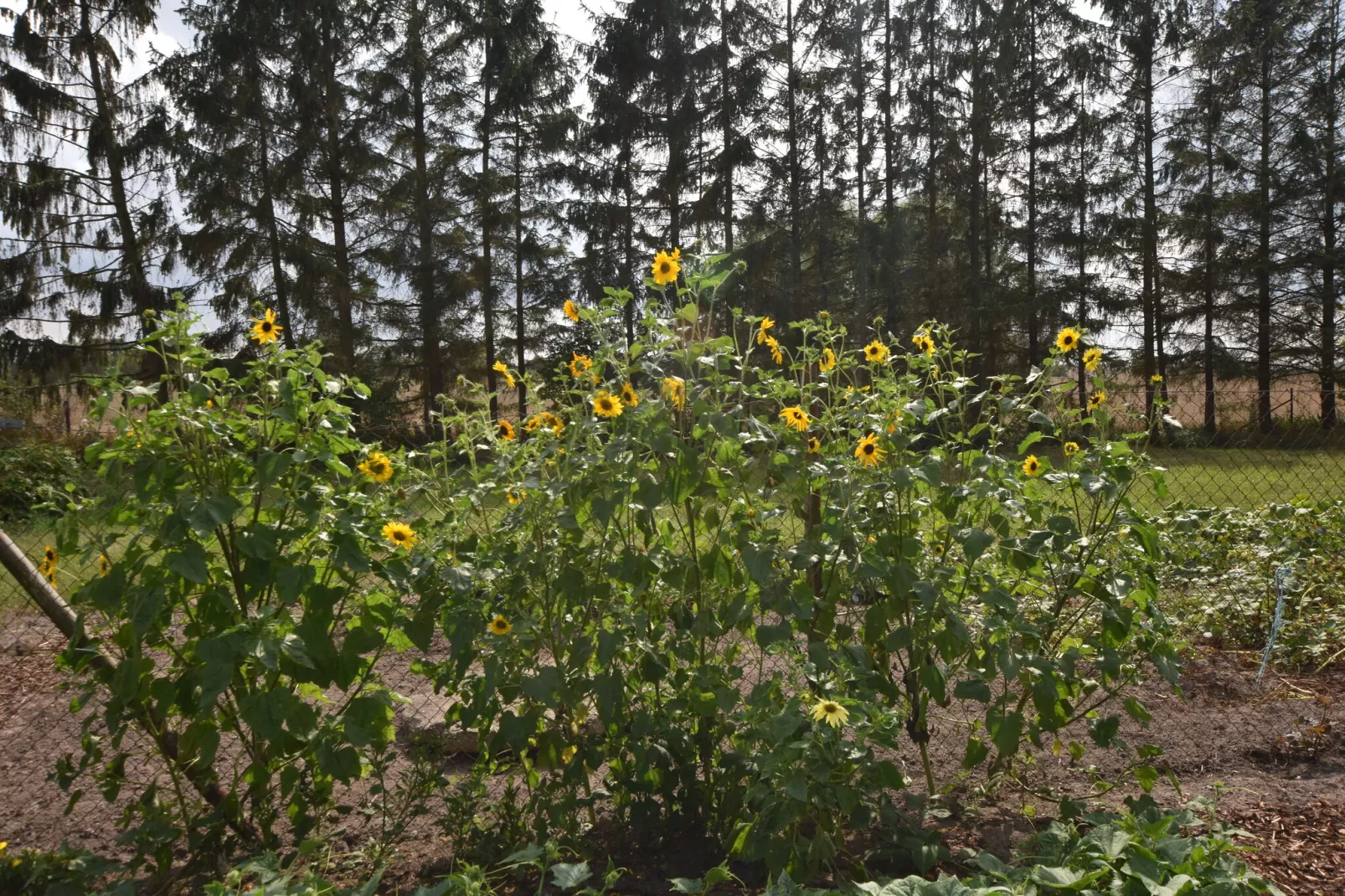 Sonnenblume-Gebieden zomer 1km