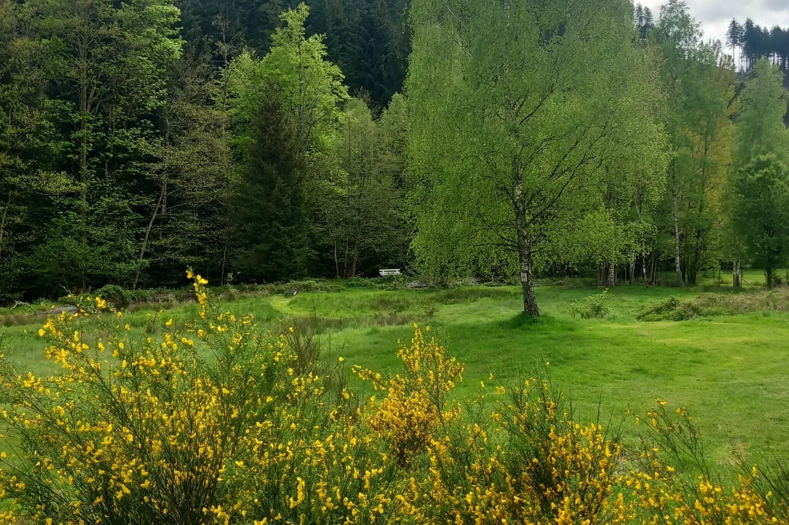 Ferienhaus mit eigener Bar am Bach in Saint Quirin-Gebieden zomer 1km