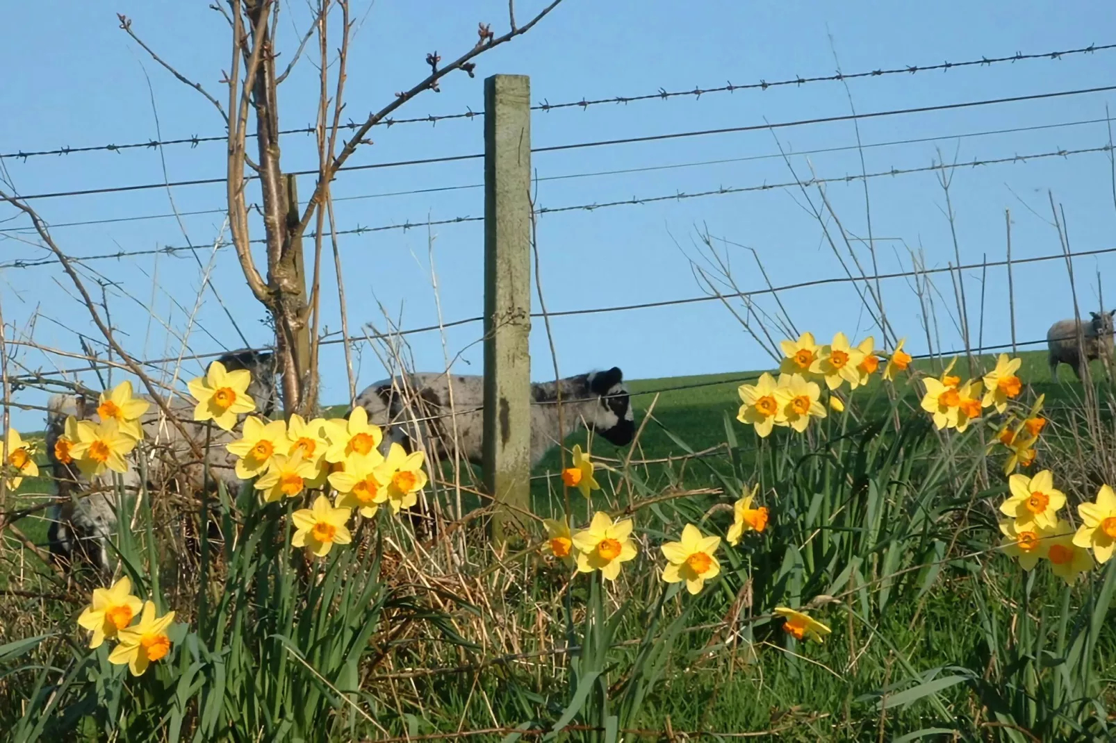 Cheviot-Sfeer