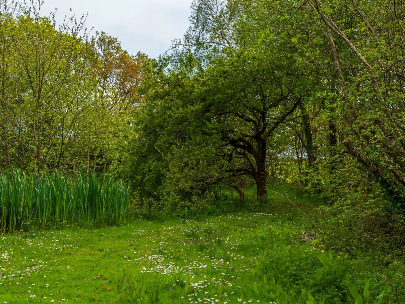 Beech Lodge-Buiten