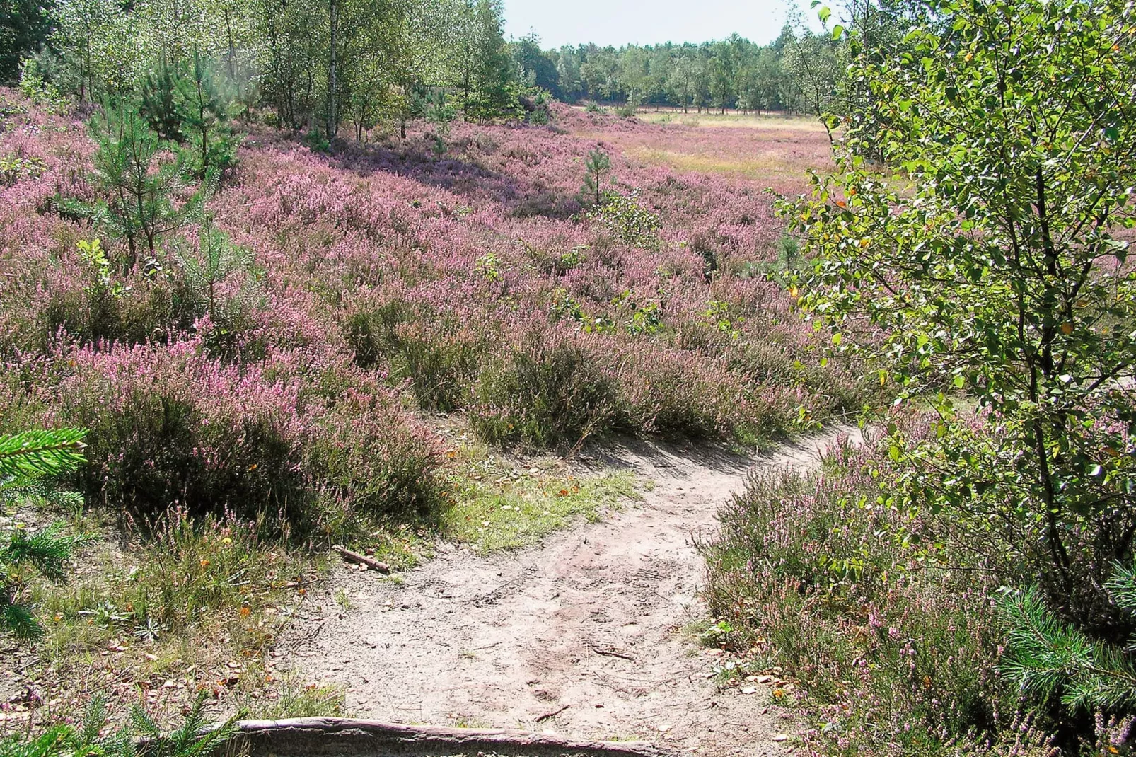 Het Drentse Wold 1-Gebieden zomer 5km