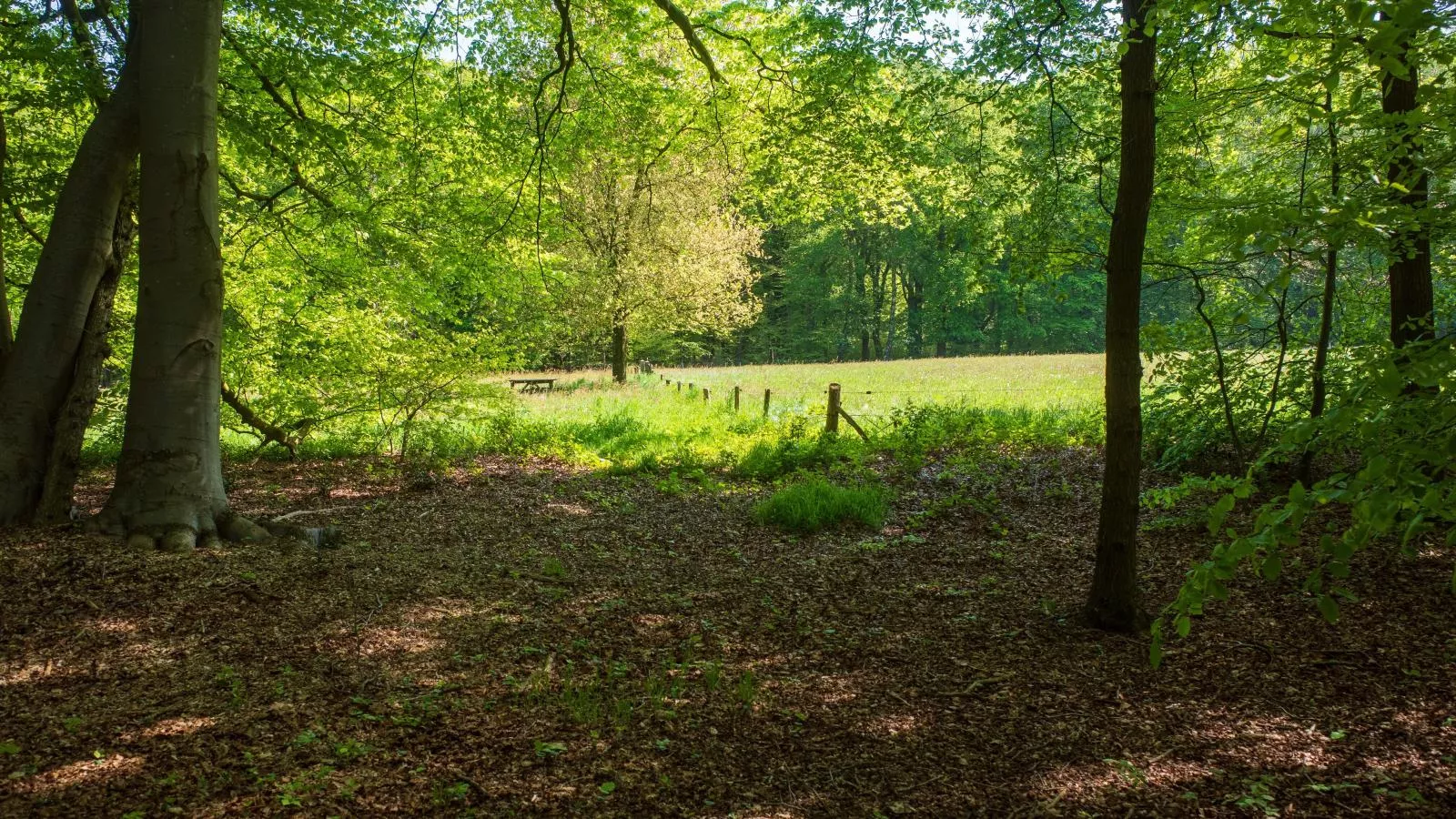 De Fazant-Gebieden zomer 5km