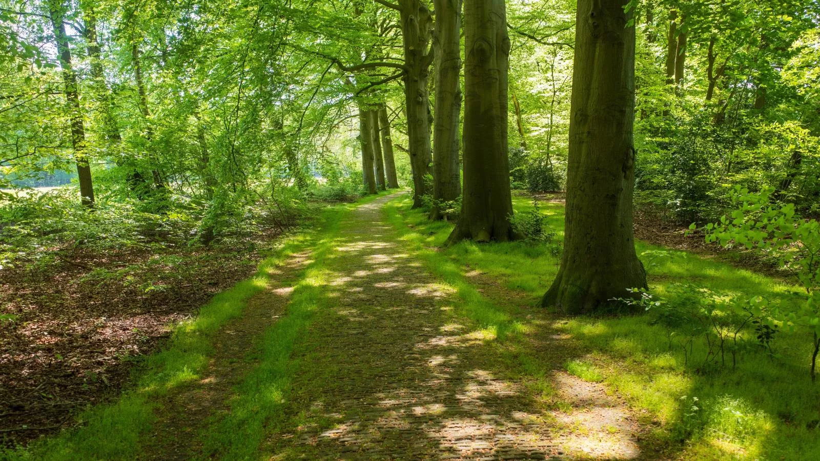 De Fazant-Gebieden zomer 5km