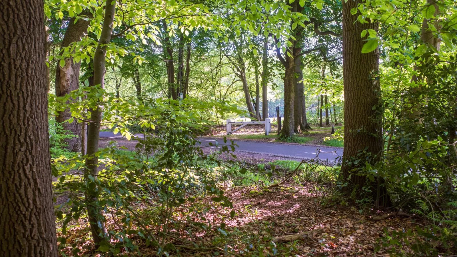 De Fazant-Gebieden zomer 1km