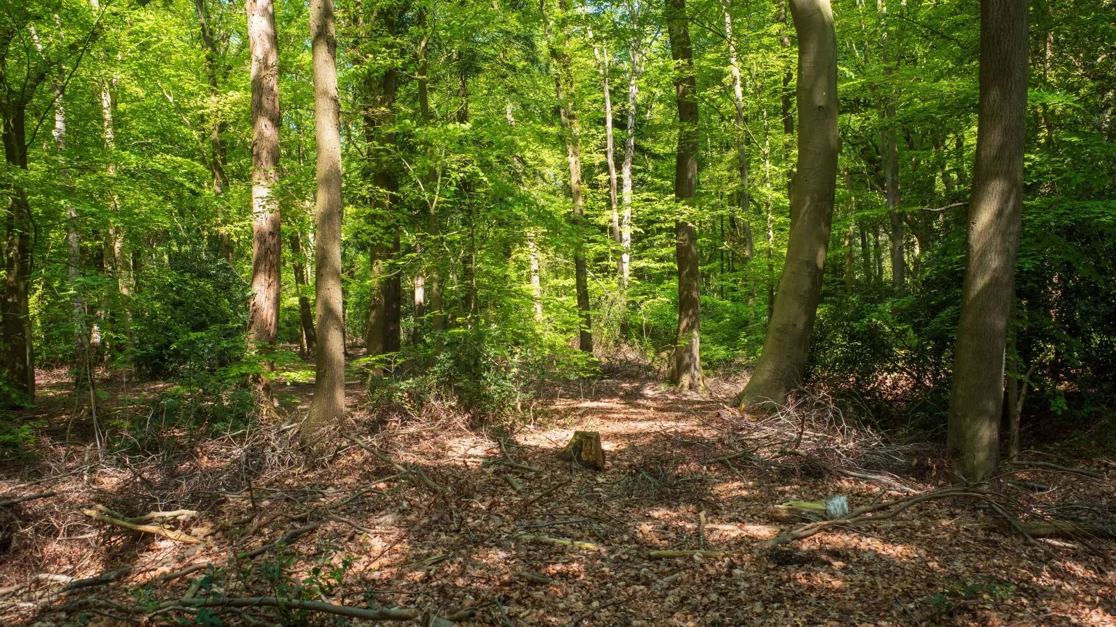 De Fazant-Gebieden zomer 5km