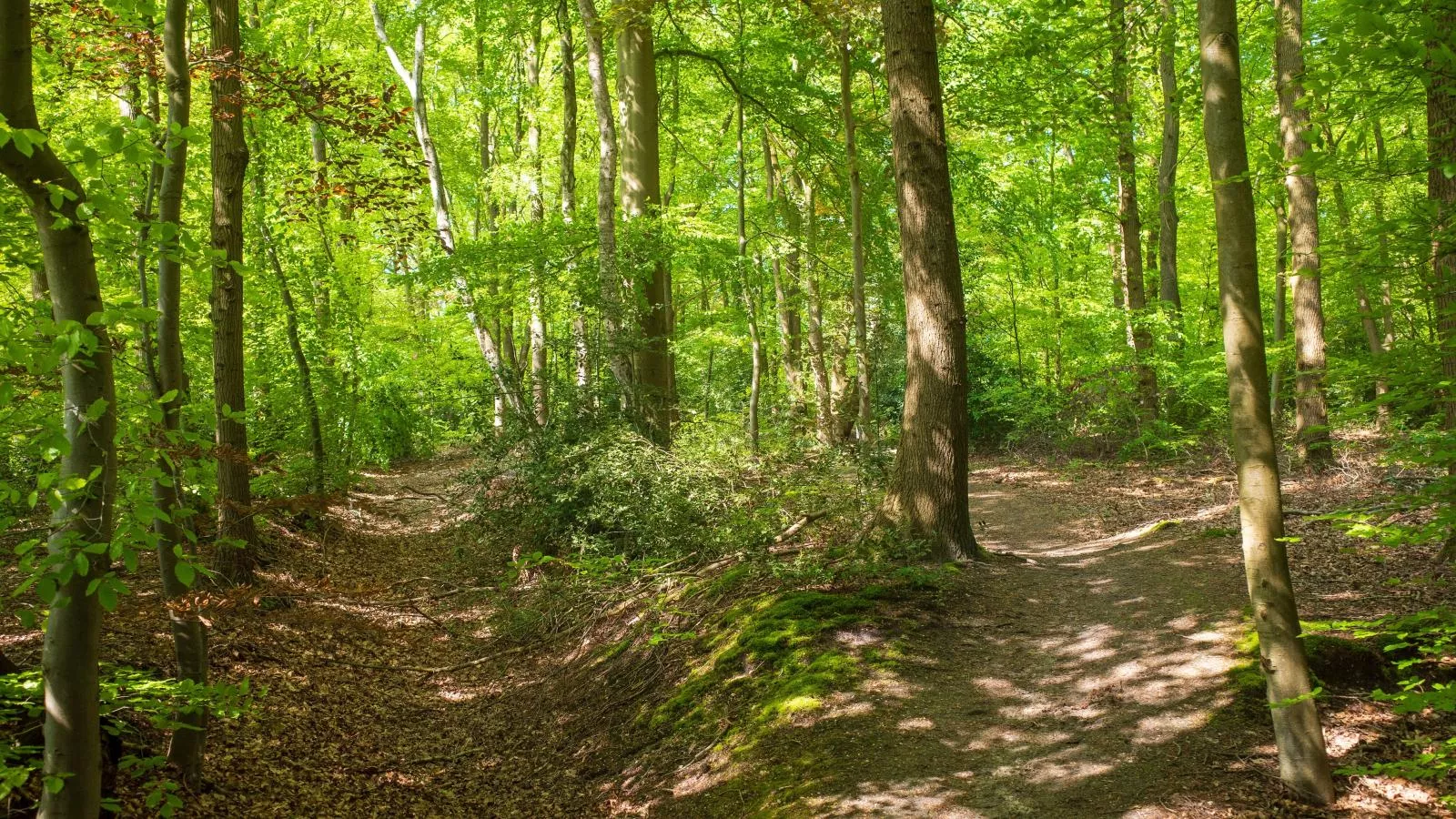 De Fazant-Gebieden zomer 1km