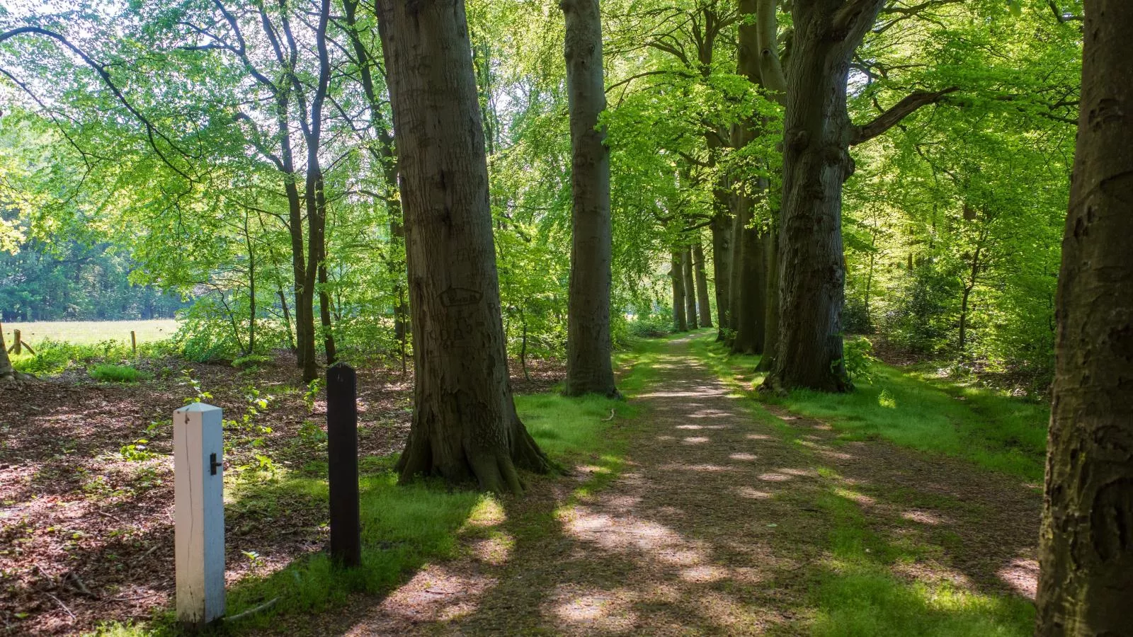 De Fazant-Gebieden zomer 1km