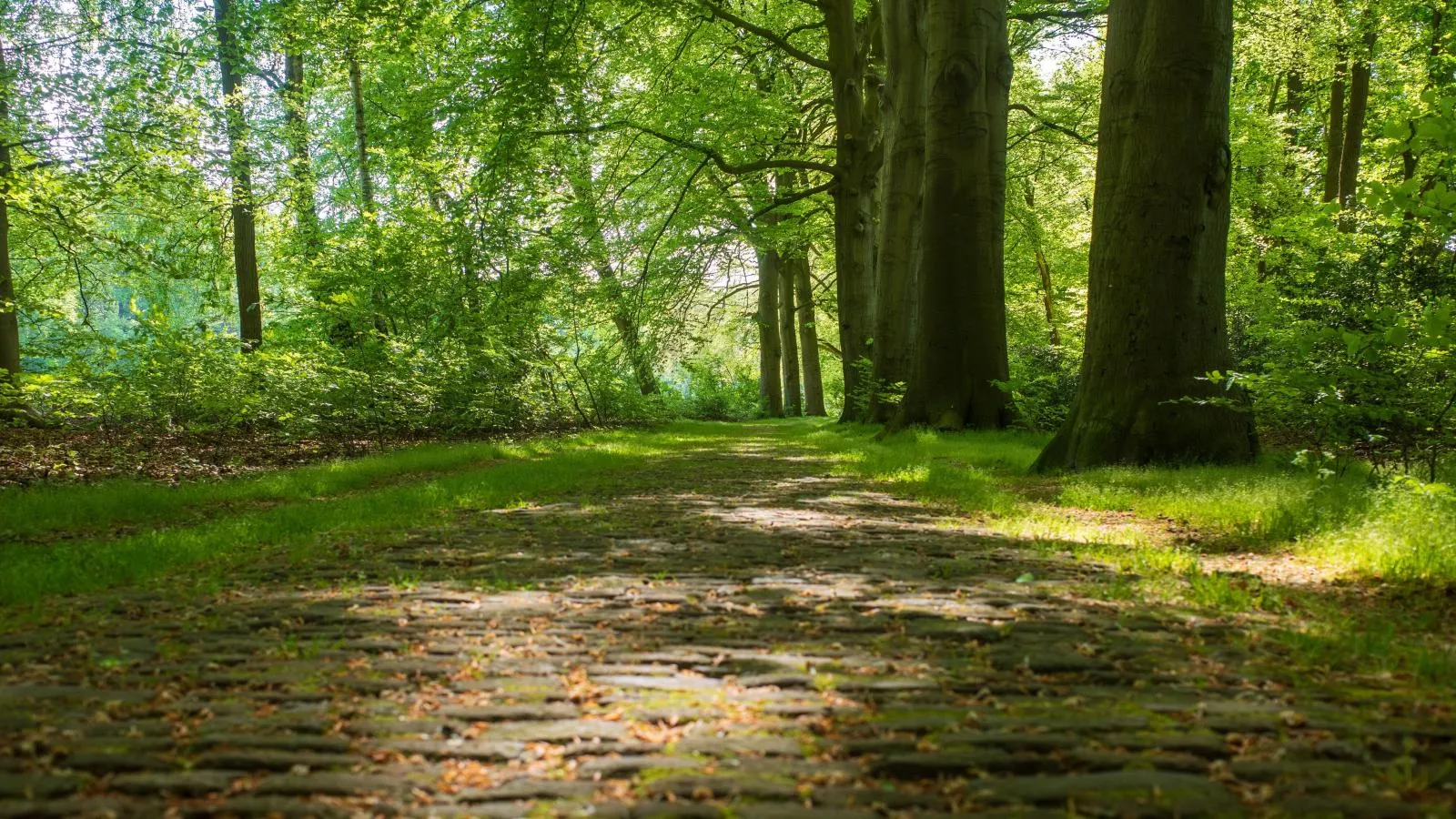 De Fazant-Gebieden zomer 1km