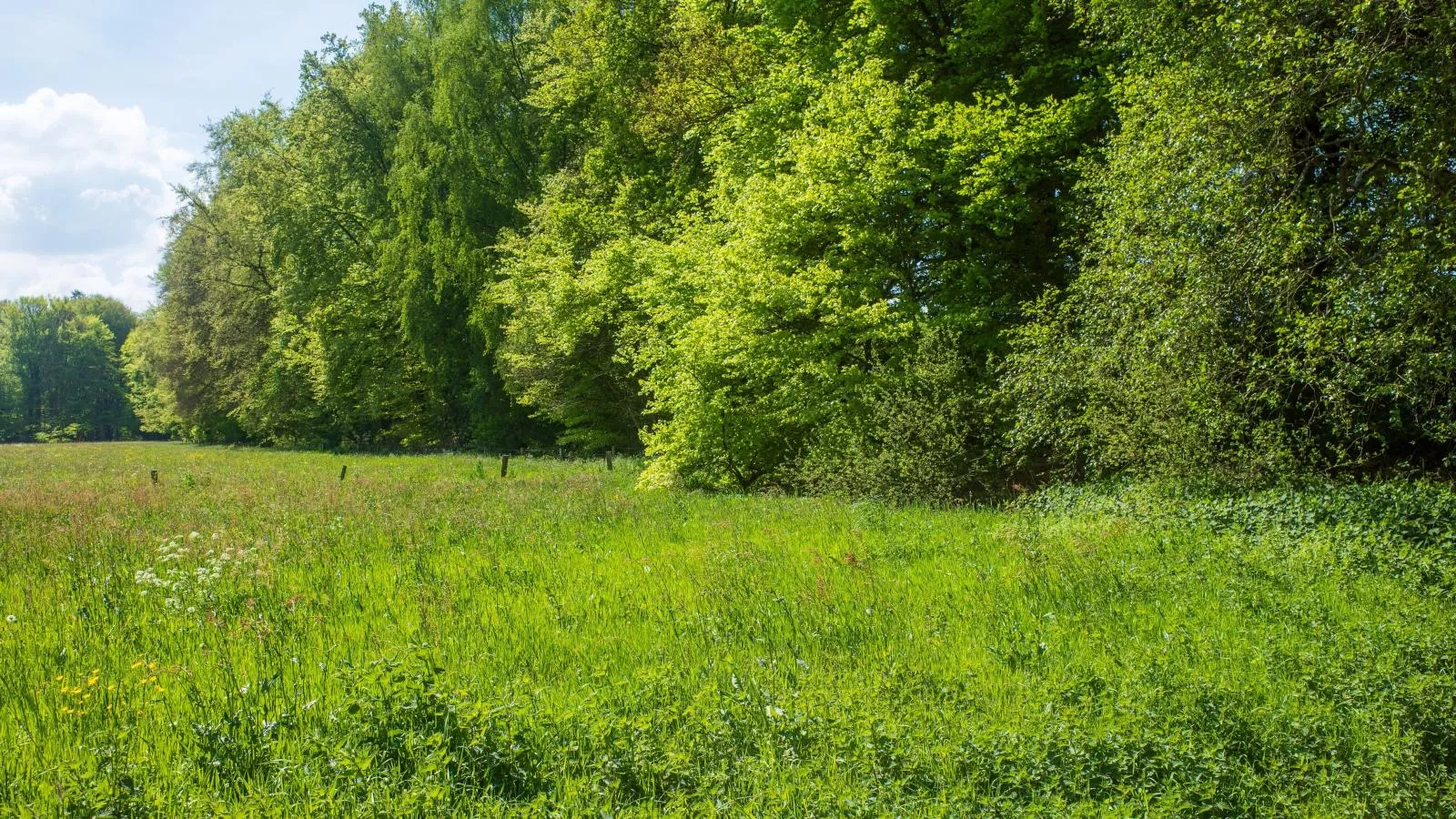 De Fazant-Gebieden zomer 1km