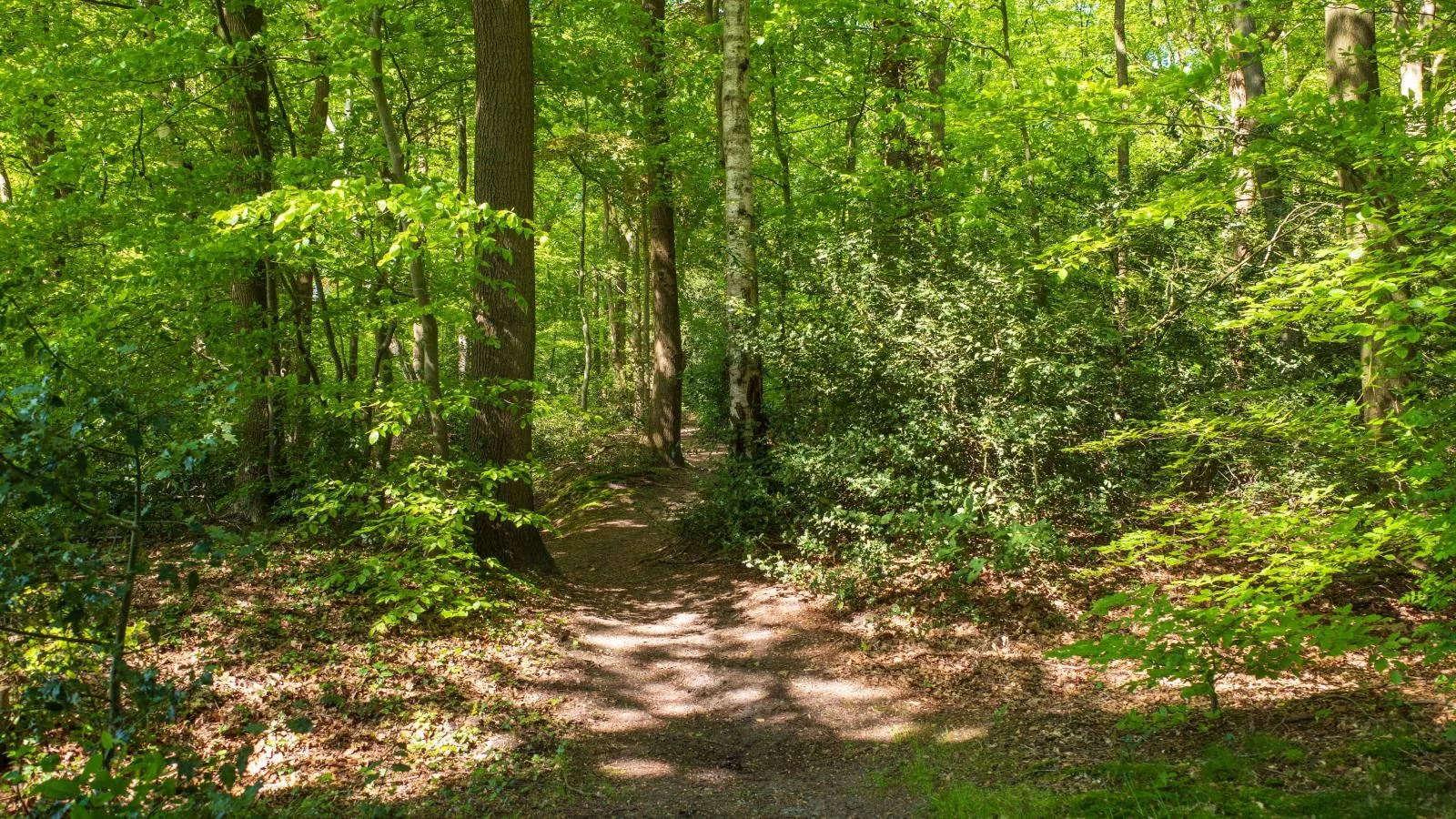 De Fazant-Gebieden zomer 1km