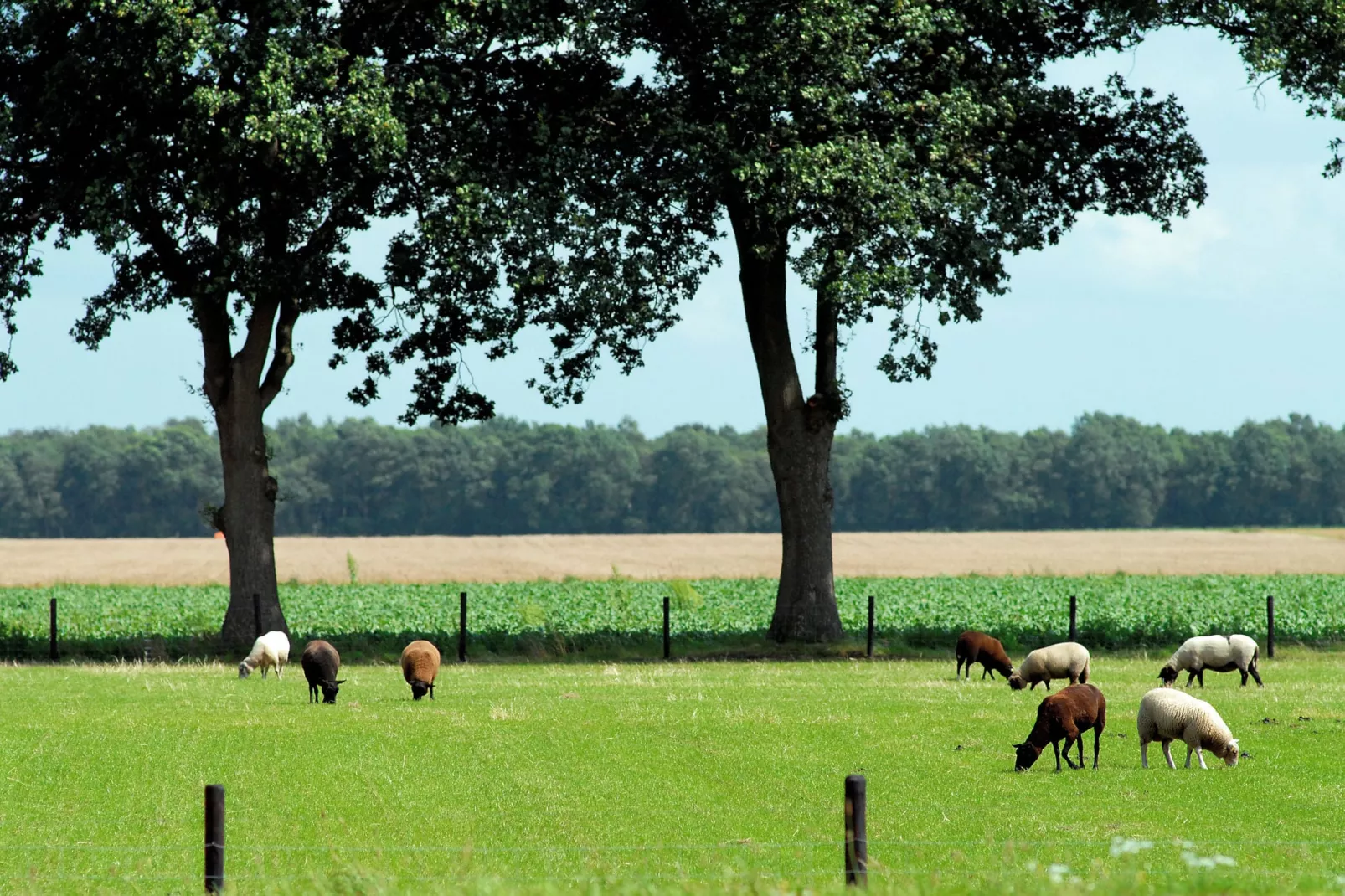 Het Drentse Wold 1-Gebieden zomer 20km