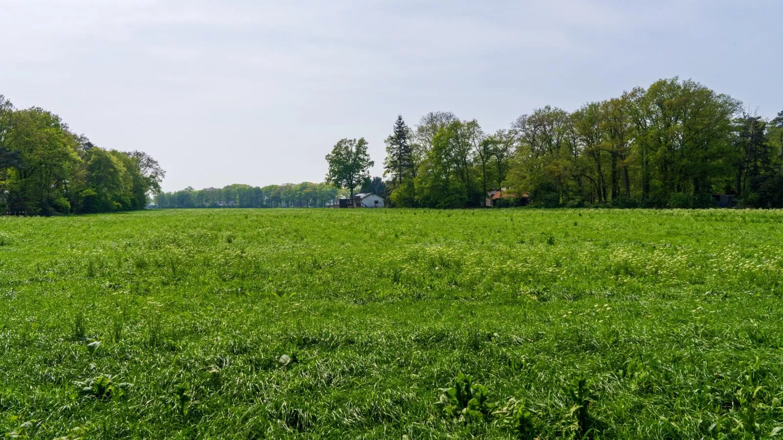 Achter de Vijf Linden-Gebieden zomer 1km