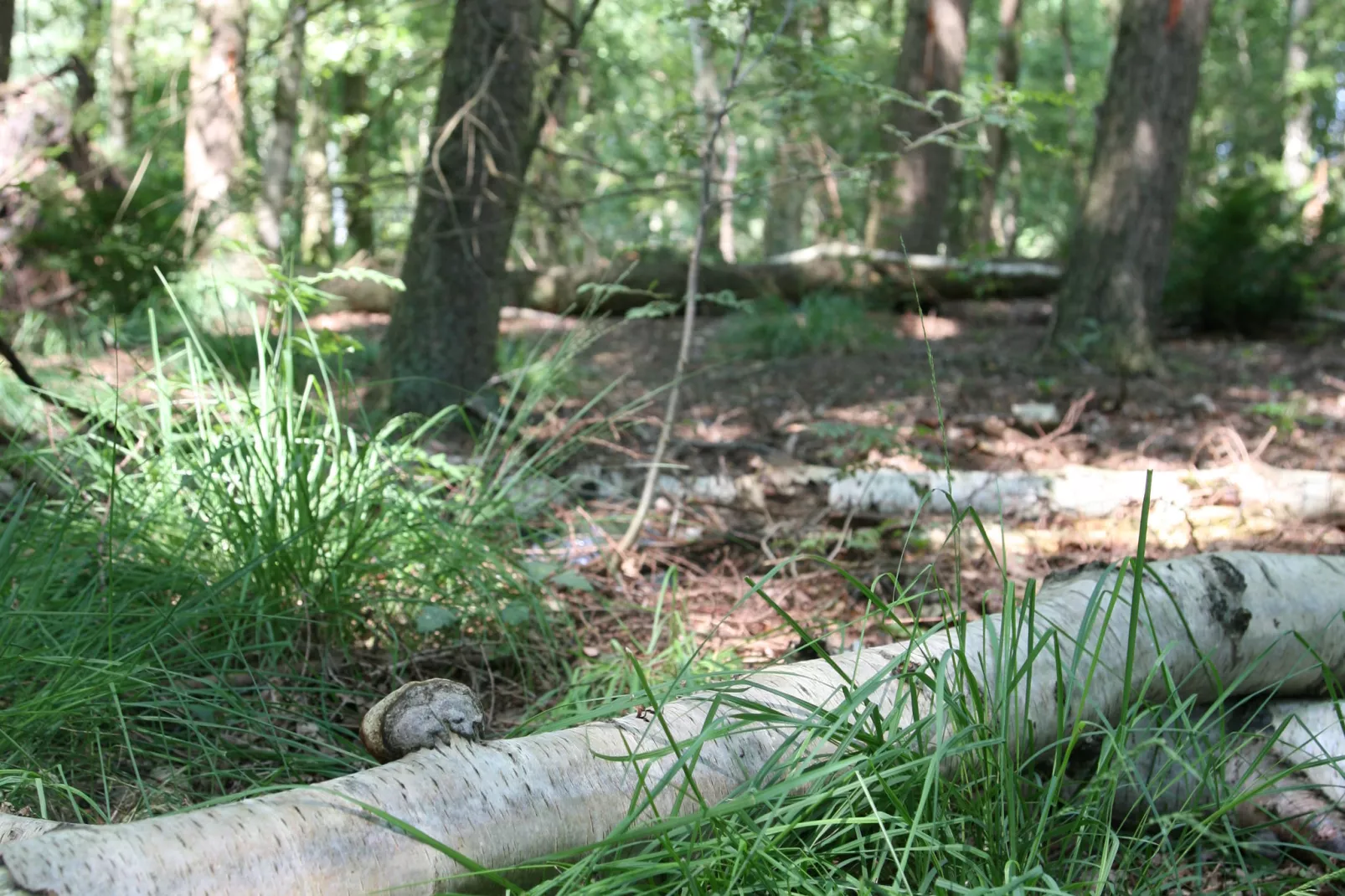 Het Hart van Drenthe 1-Gebieden zomer 5km