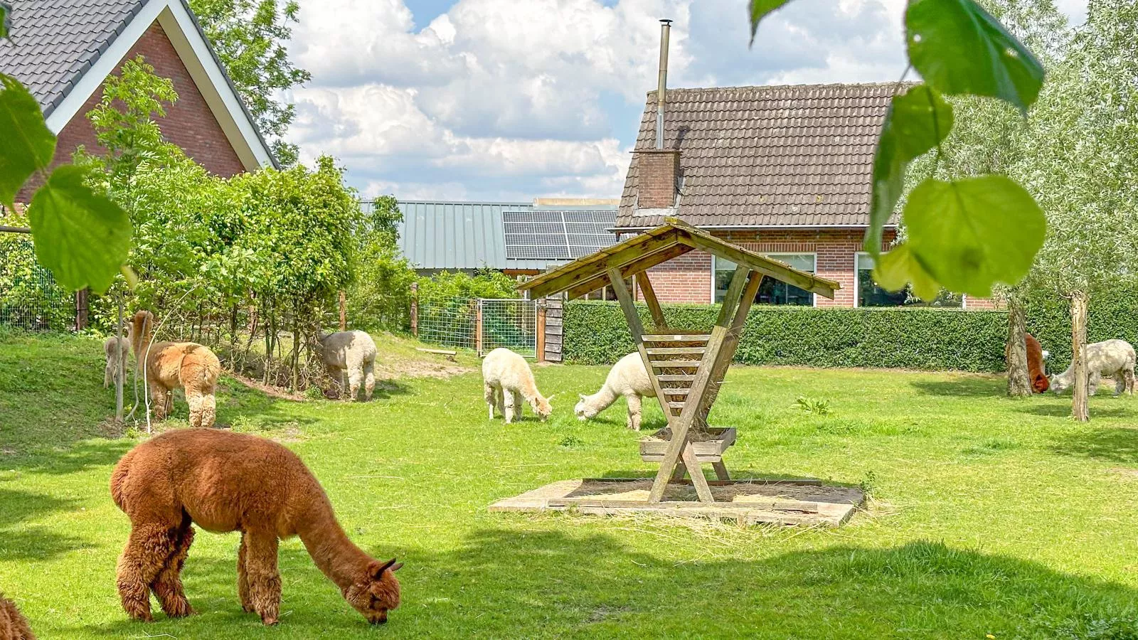 Alpacafarm Vorstenbosch-Sfeer