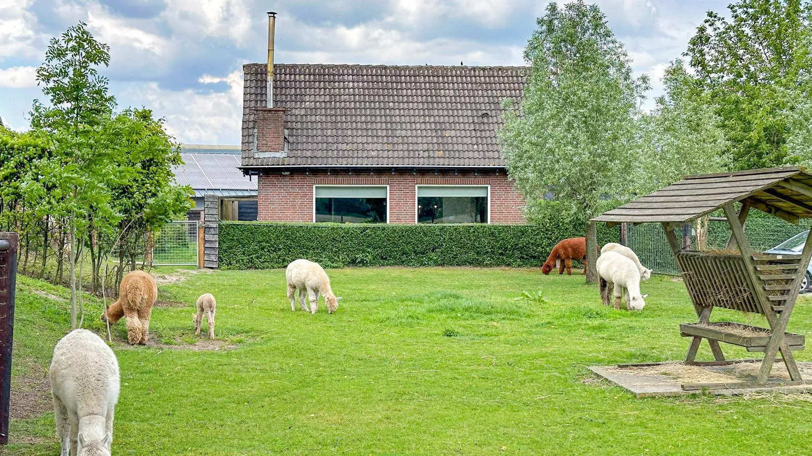 Alpacafarm Vorstenbosch-Buitenkant zomer