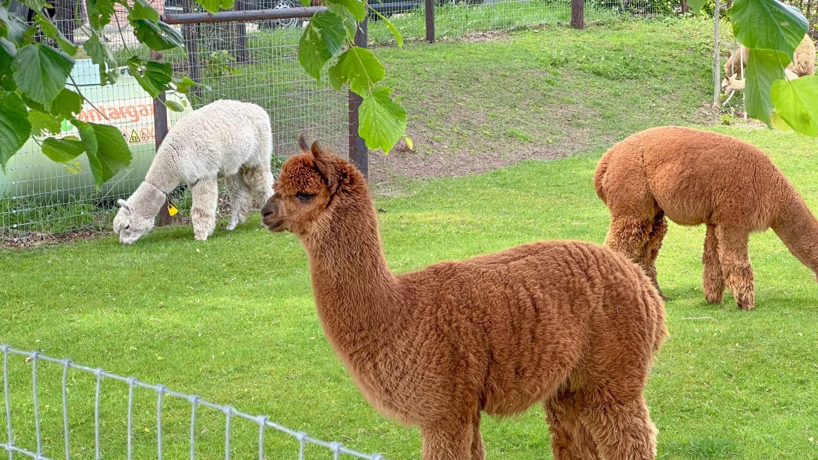 Alpacafarm Vorstenbosch-Sfeer