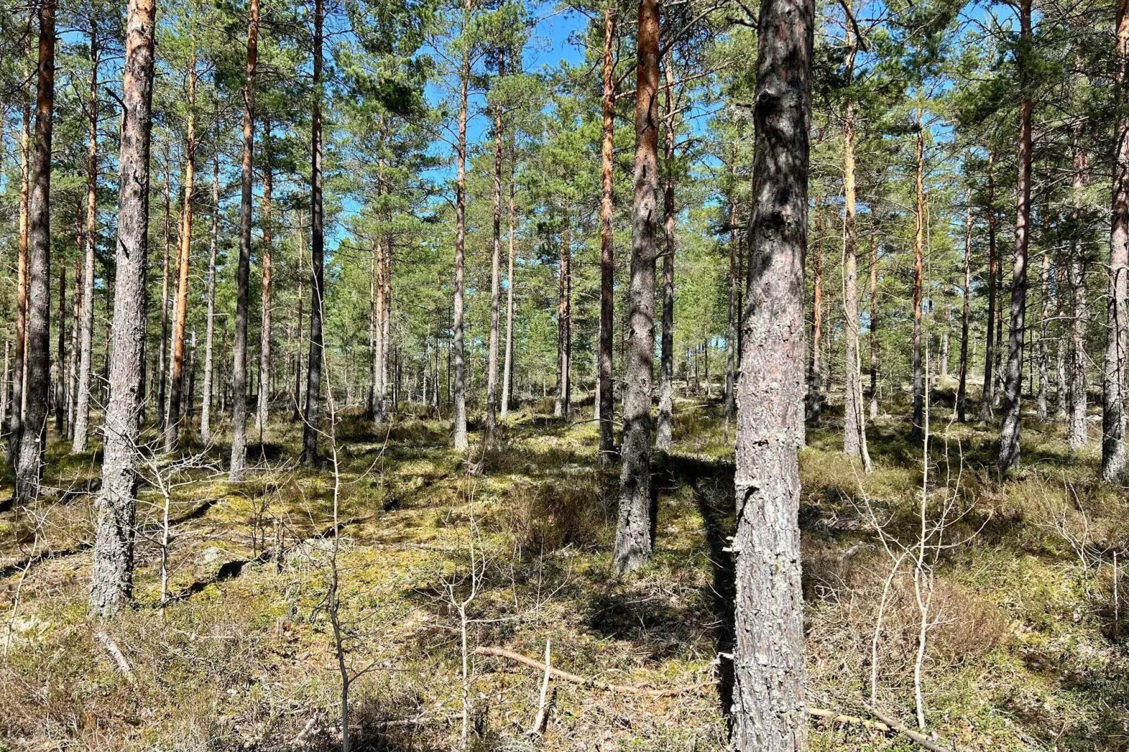 7 persoons vakantie huis in JÄRNA-Buitenlucht