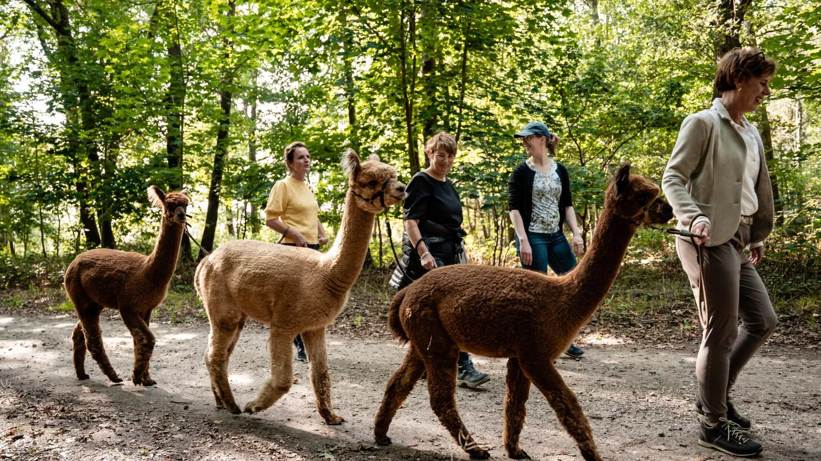 Alpacafarm Vorstenbosch-Sfeer