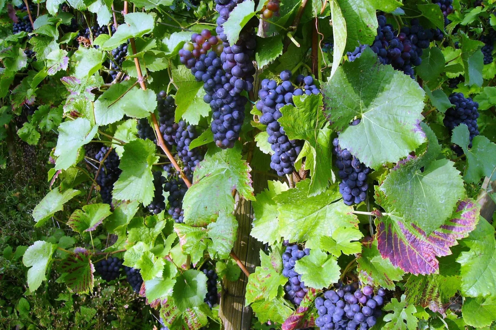 Ferienweingut Emmerich-Gebieden zomer 5km