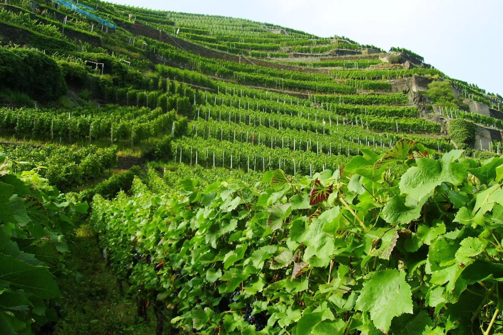 Ferienweingut Emmerich-Gebieden zomer 5km