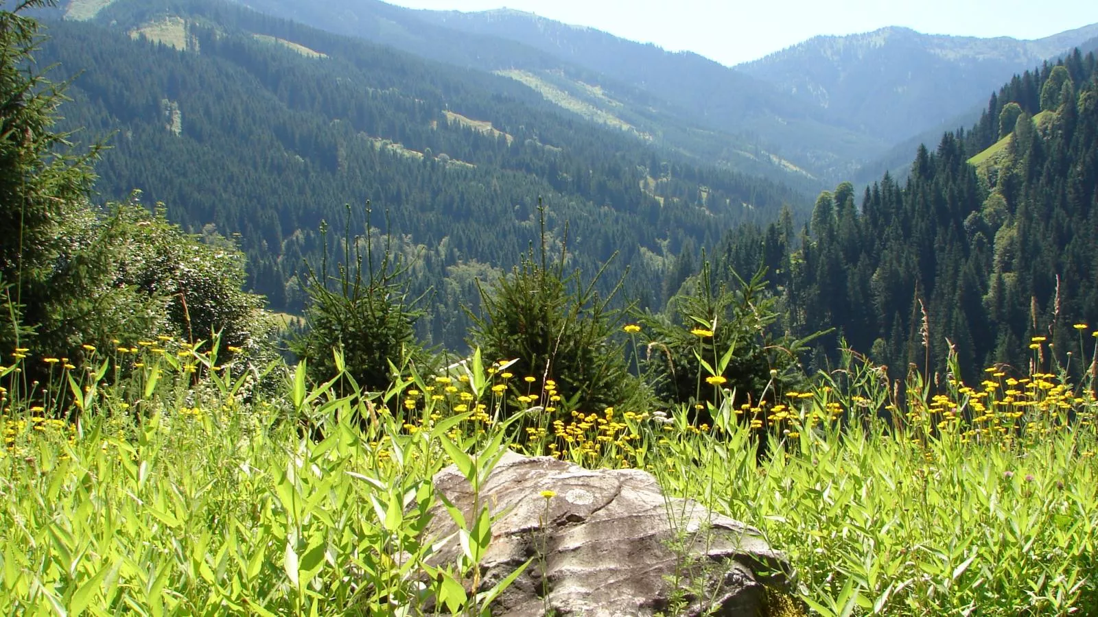 Chalet Huski Viehhofen-Uitzicht zomer