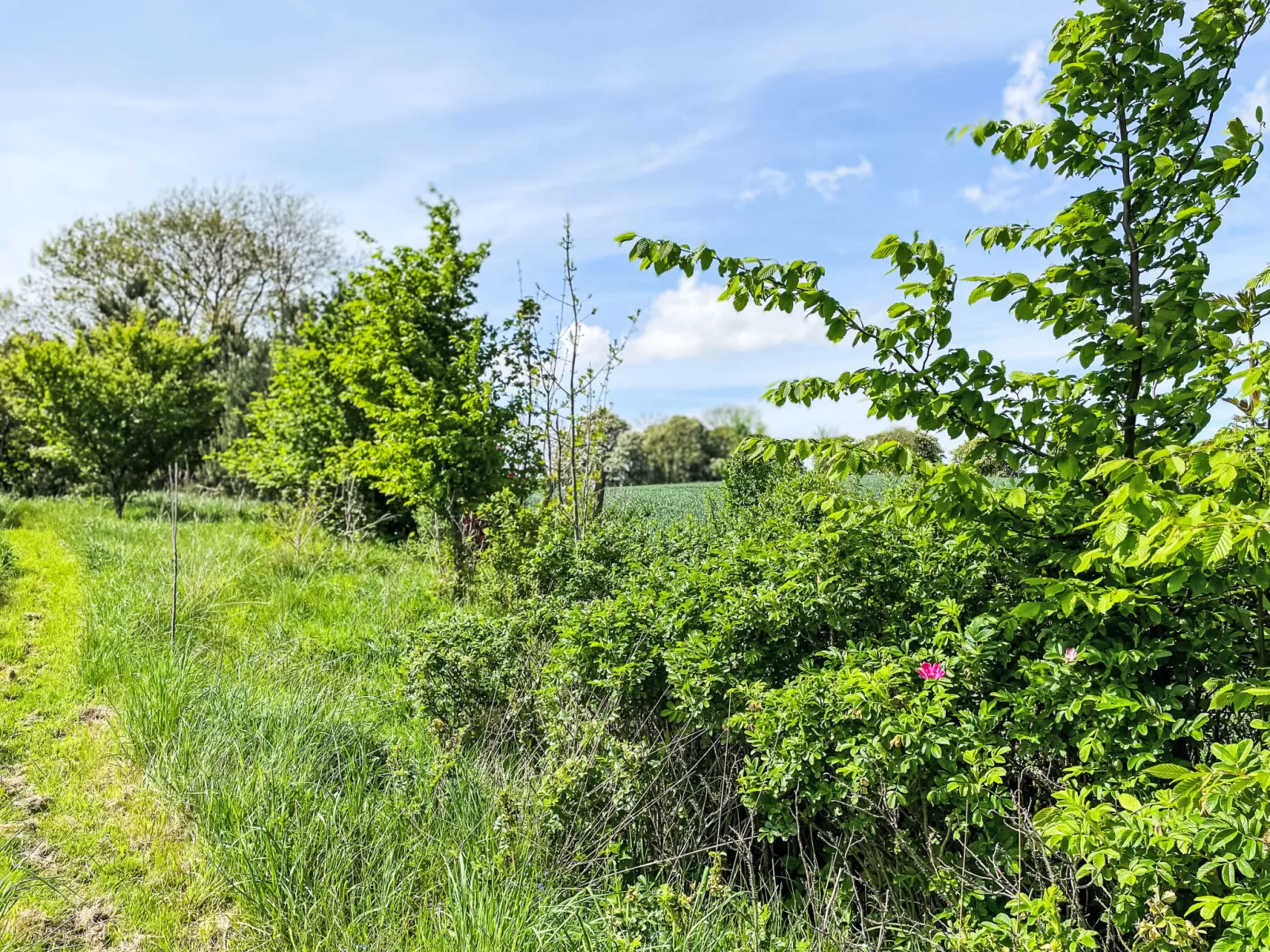 Eschengrund-Buiten