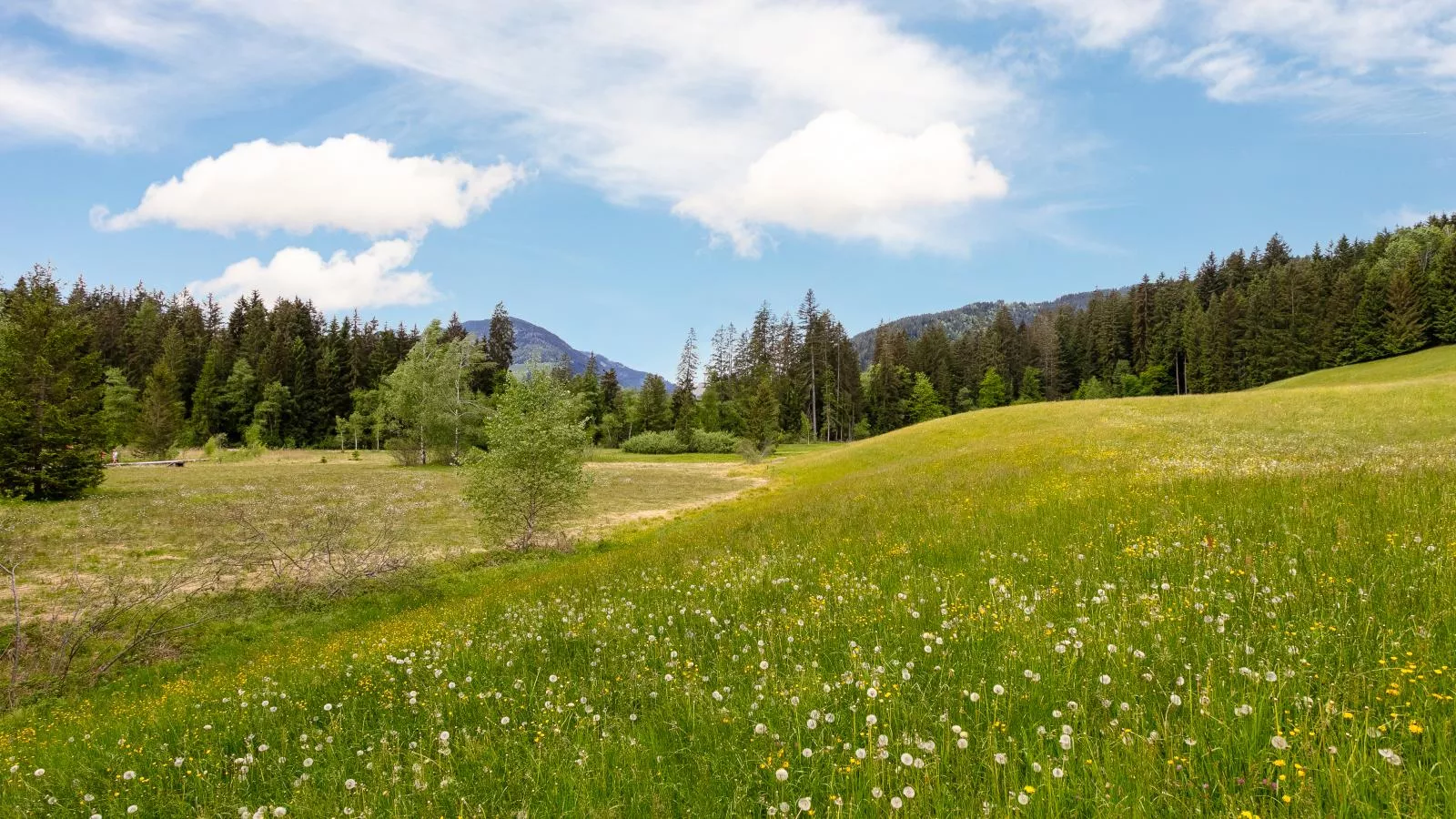 Chalet Kaiserblick-Gebieden zomer 1km