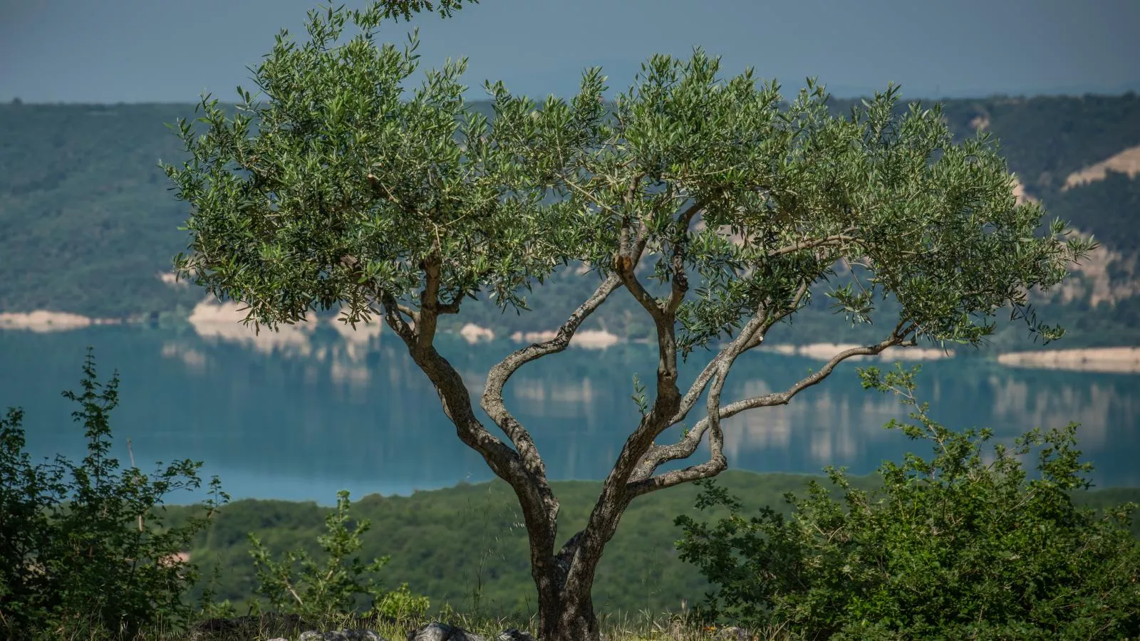 Verdon-Uitzicht zomer