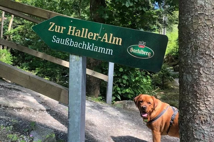 Bayerischer Wald-Gebieden zomer 1km