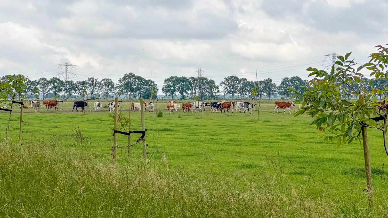 Vuur-Gebieden zomer 1km