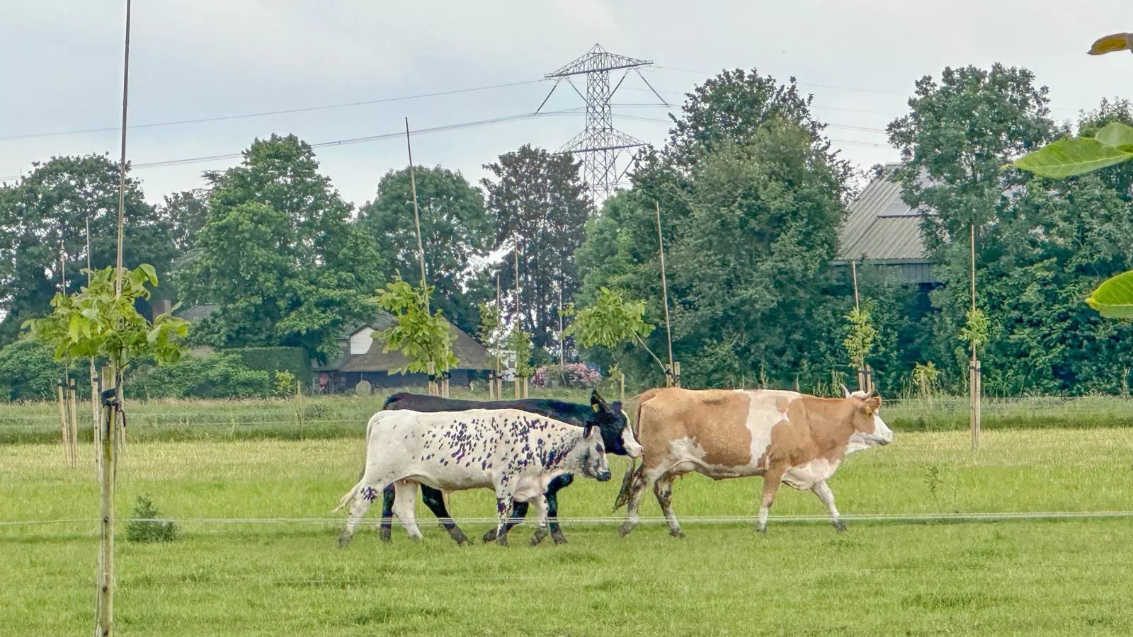 Aarde-Gebieden zomer 1km