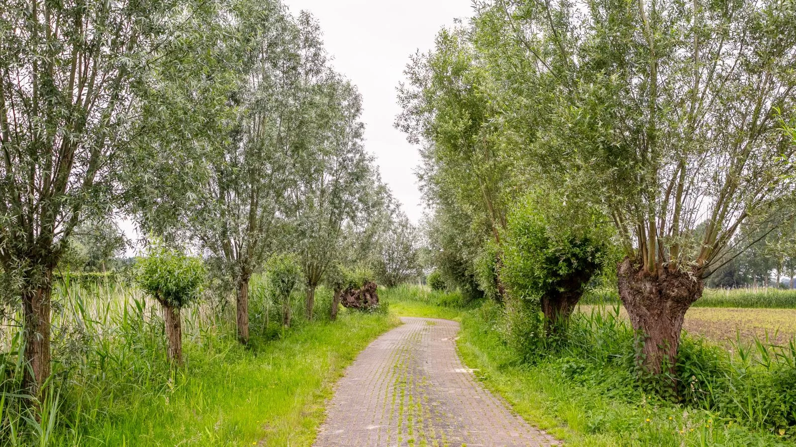 Verzicht-Gebieden zomer 1km