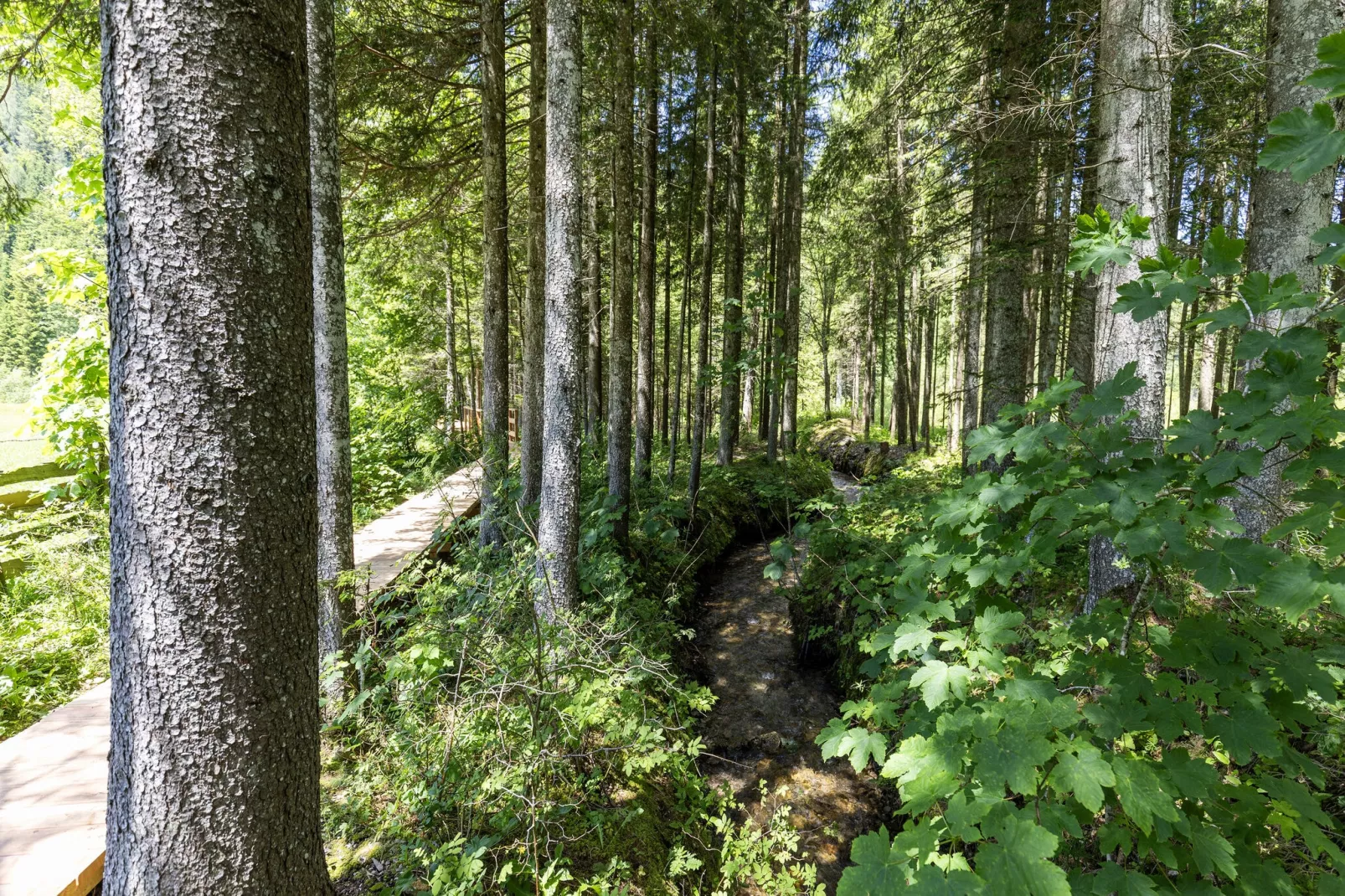 	 Ferienhaus Bodental-Gebieden zomer 1km