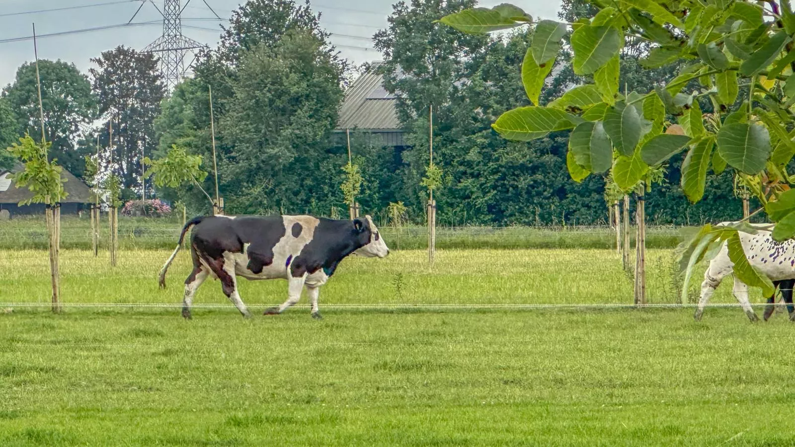 Bosrand-Gebieden zomer 1km