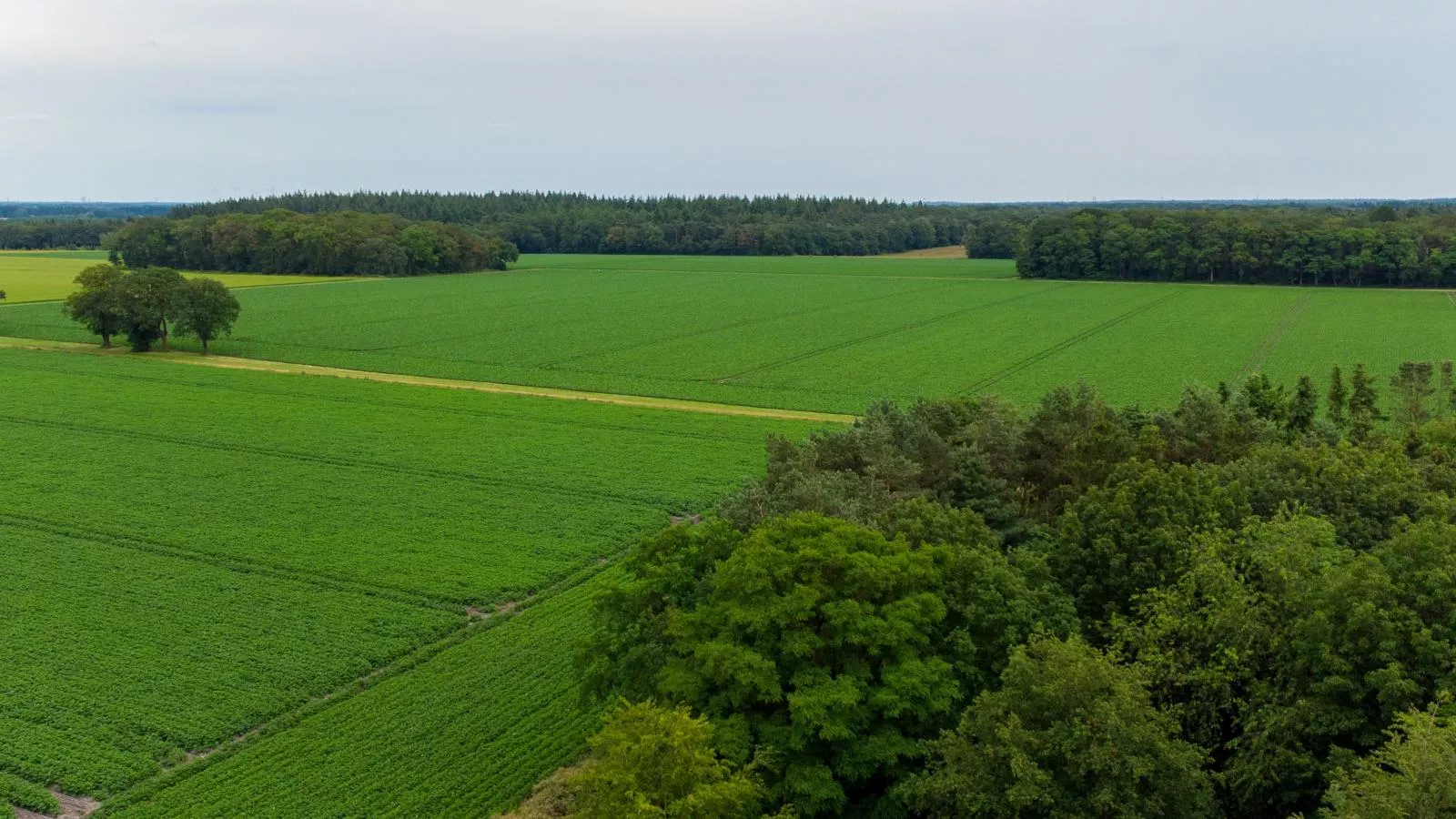 Zonnehoek-Gebieden zomer 1km