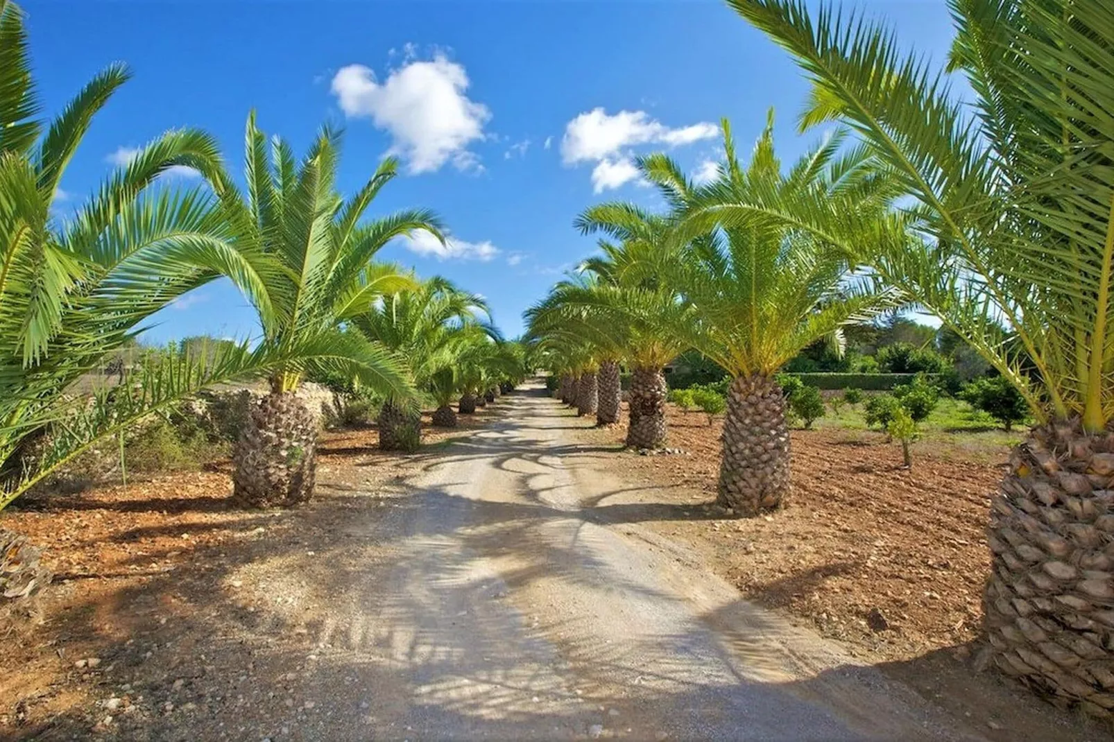 Villa Sa Palmera - Salzinas-Tuinen zomer