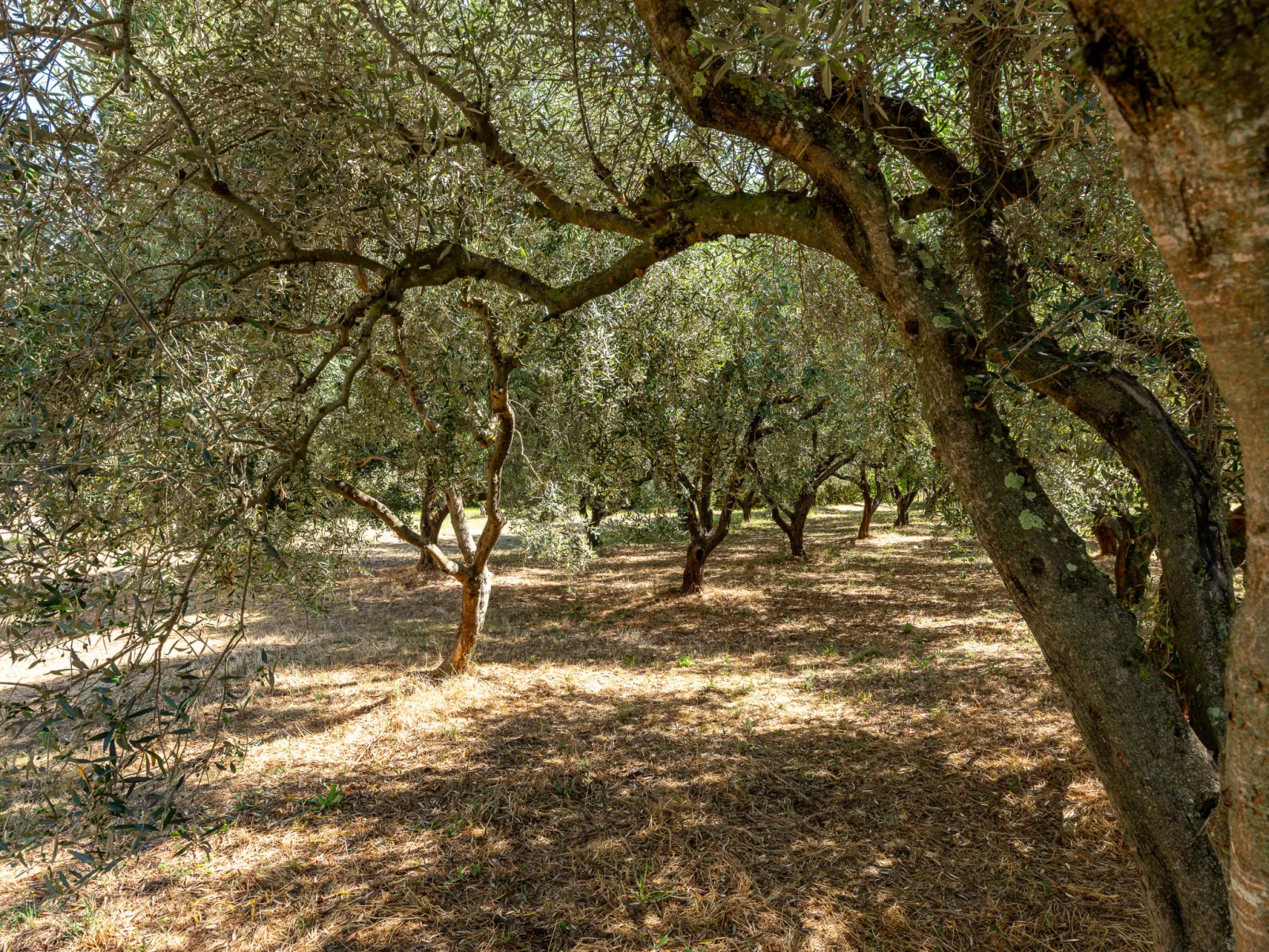 Podere Cavaceppi-Buiten