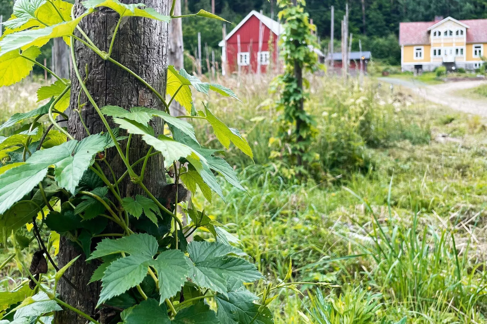 4 sterren vakantie huis in SVÄNGSTA-Buitenlucht