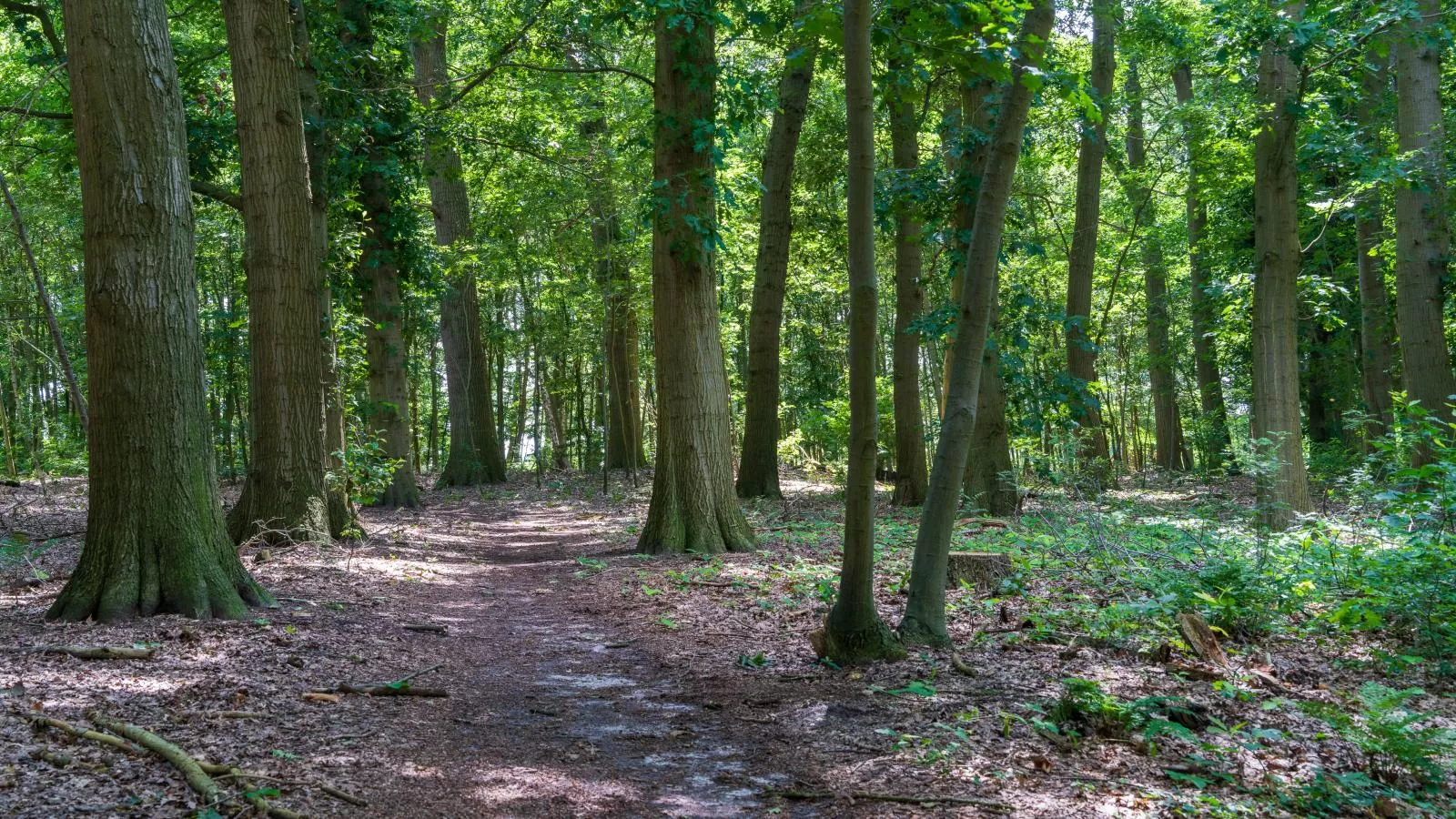 Reggezicht-Gebieden zomer 1km