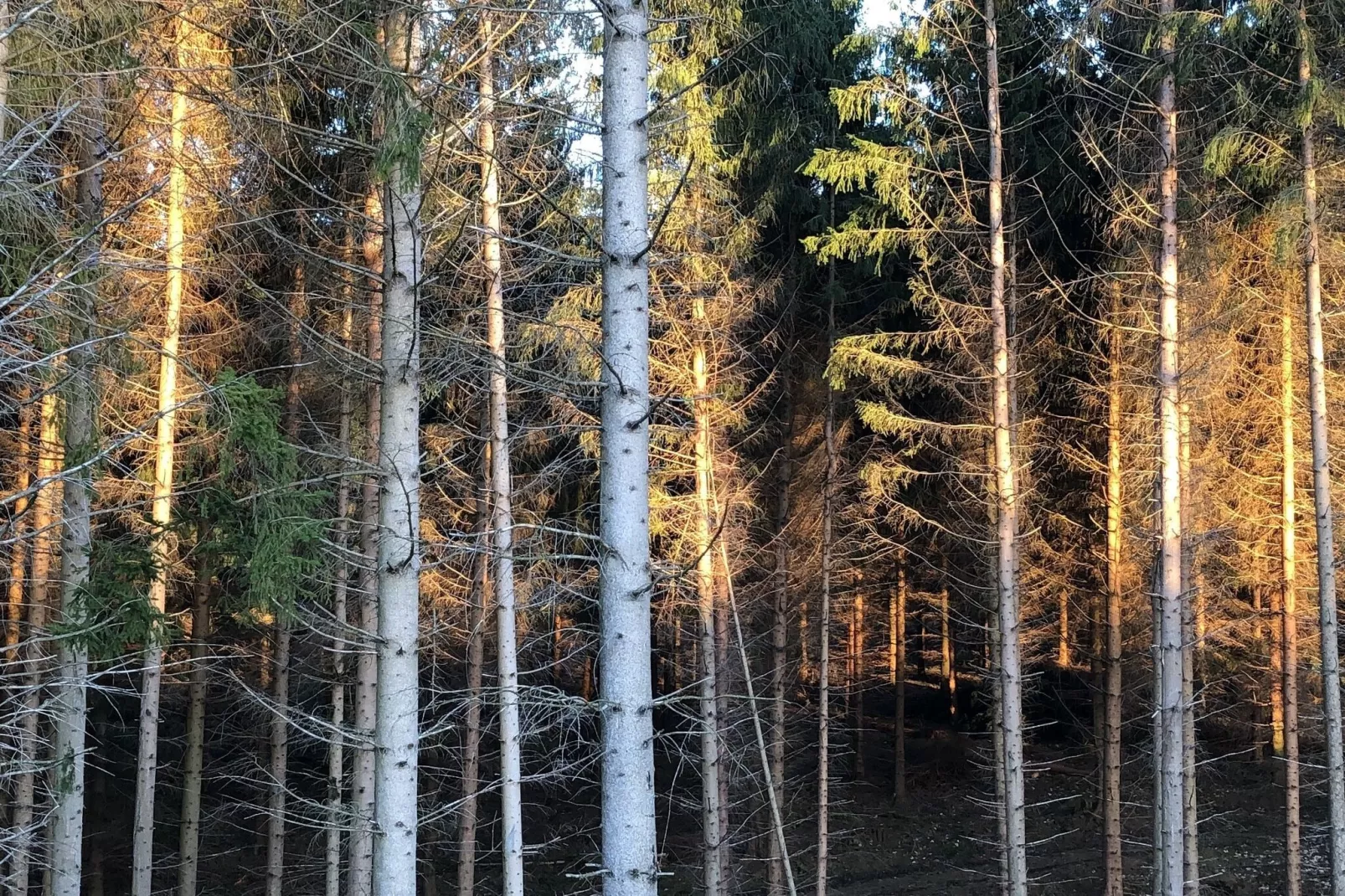 Harz-Uitzicht zomer