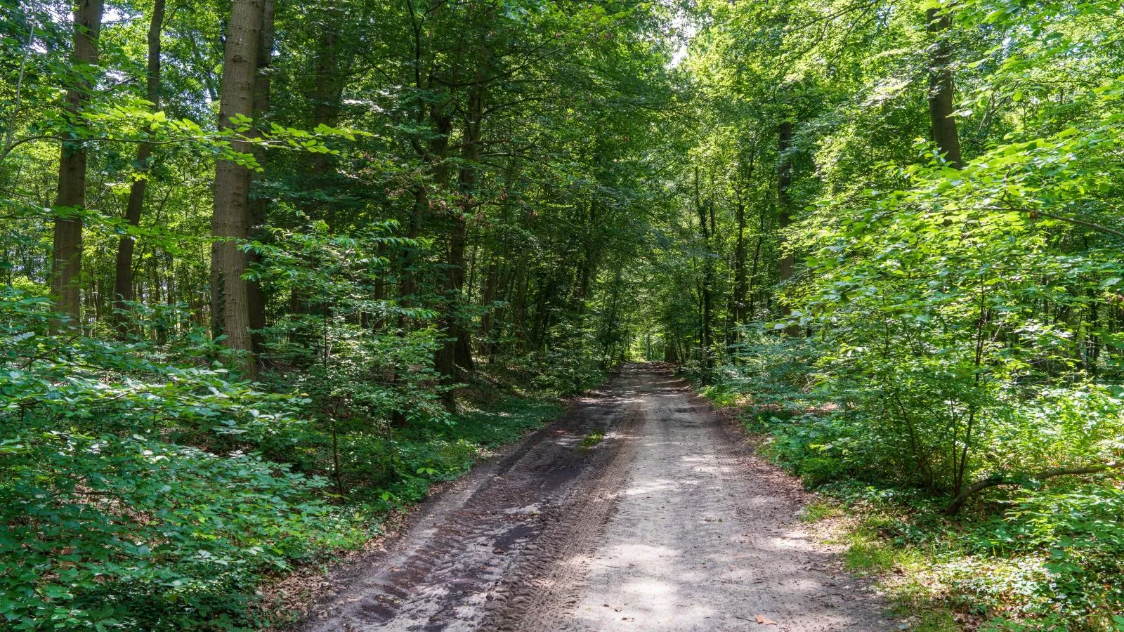 Regge en Weidezicht-Gebieden zomer 1km